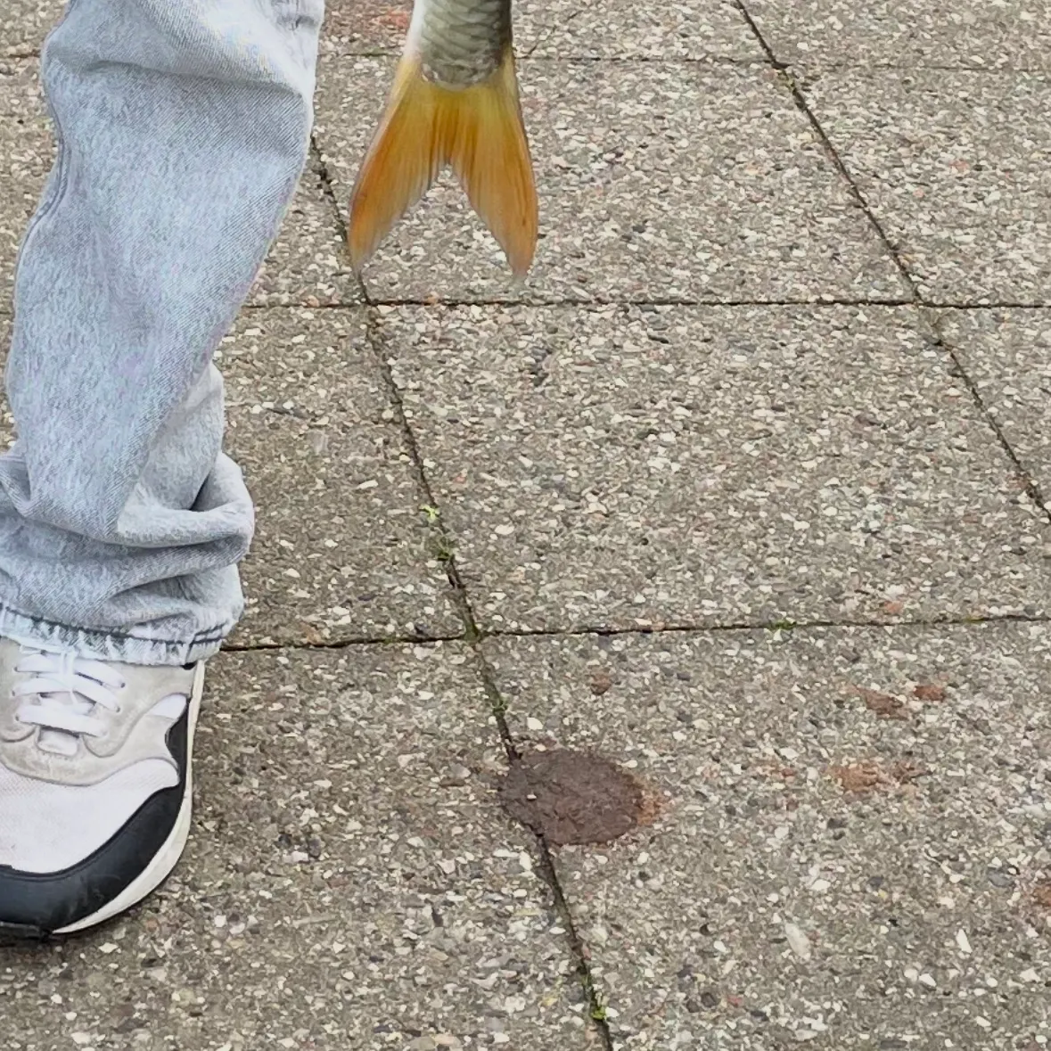 Common roach caught on Fishbrain