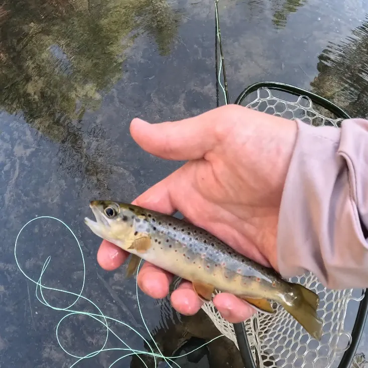 Brown trout caught on Fishbrain
