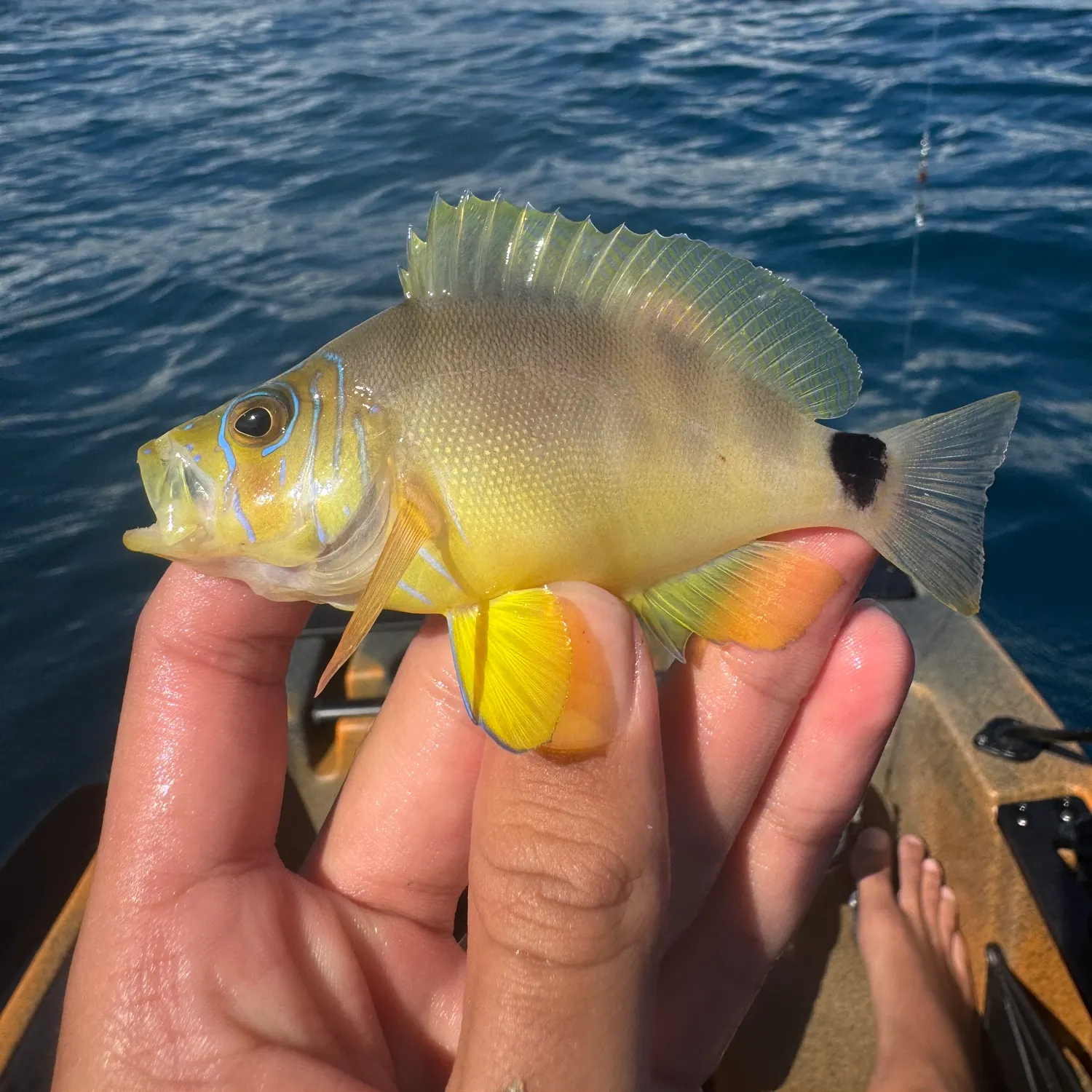 The most recent Butter Hamlet catches on Fishbrain