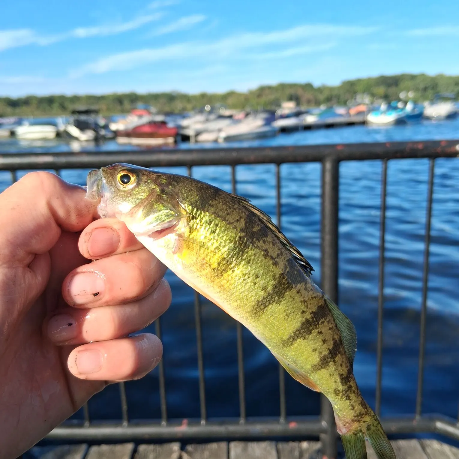 Yellow perch caught on Fishbrain