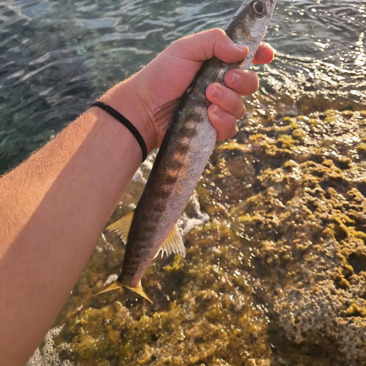 The most recent European barracuda catches on Fishbrain