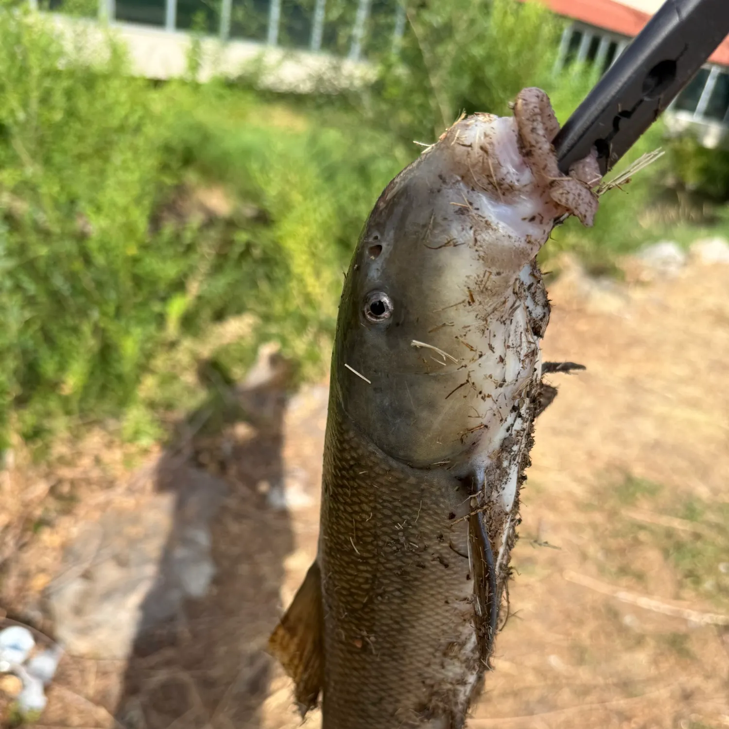 The most recent Utah sucker catches on Fishbrain