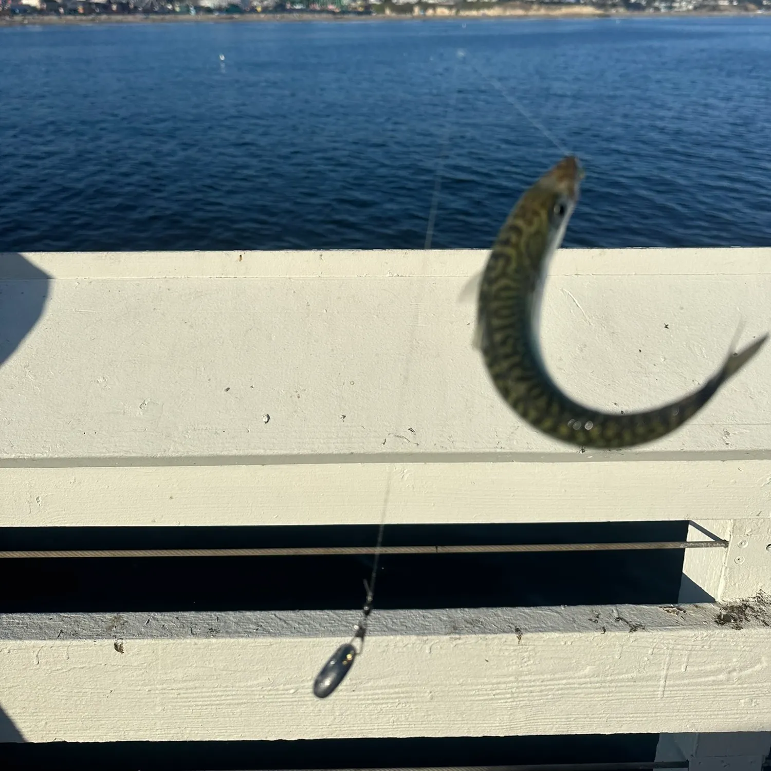 Pacific chub mackerel caught on Fishbrain