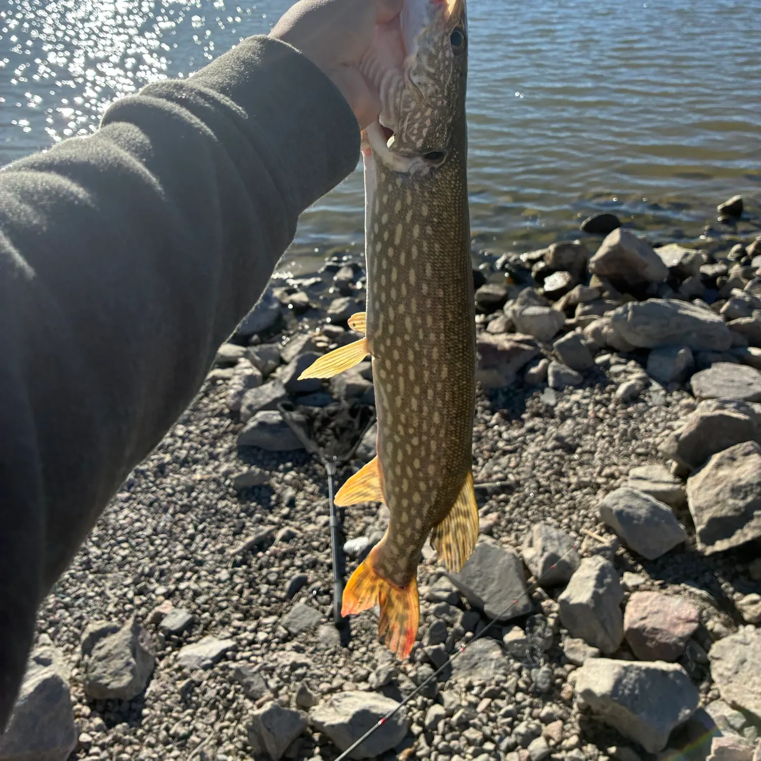 Northern pike caught on Fishbrain