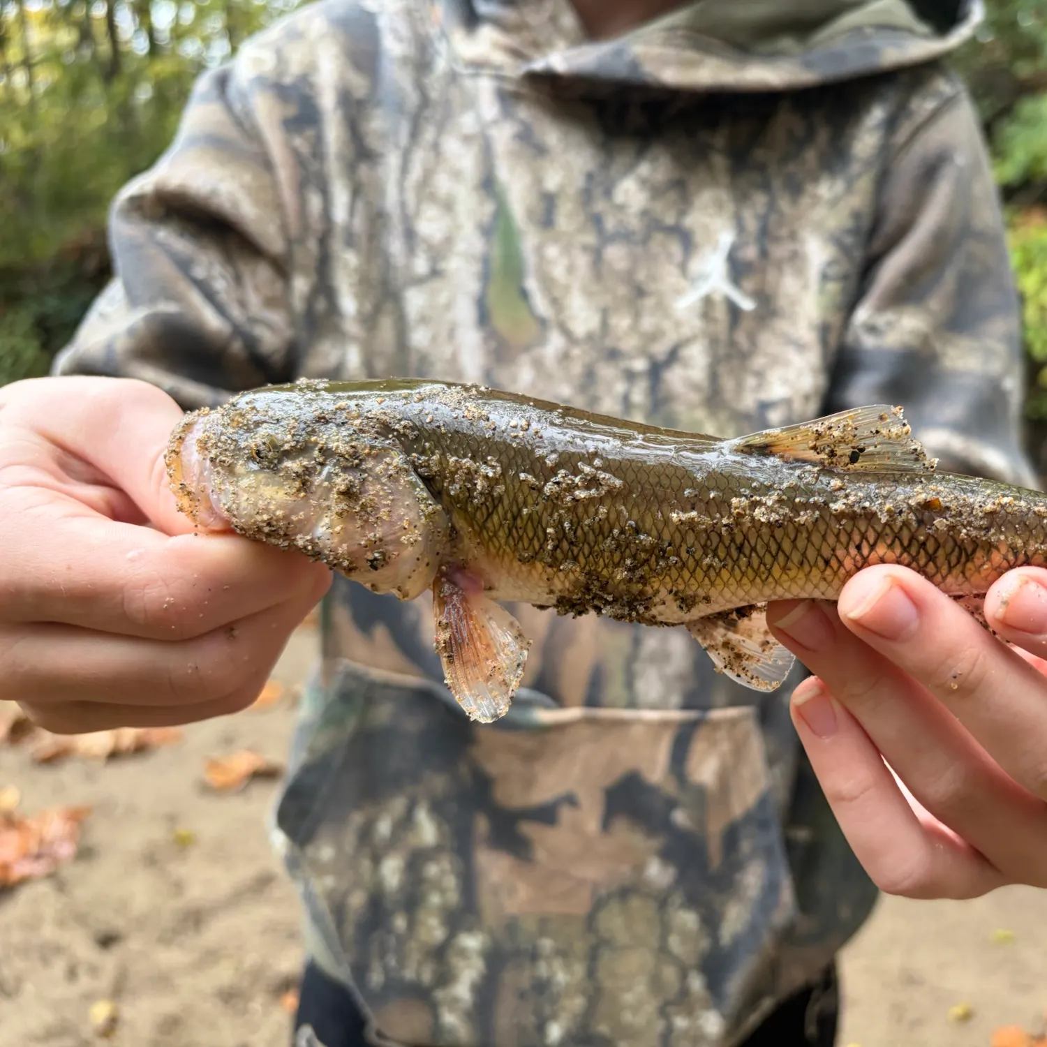 Creek chub caught on Fishbrain