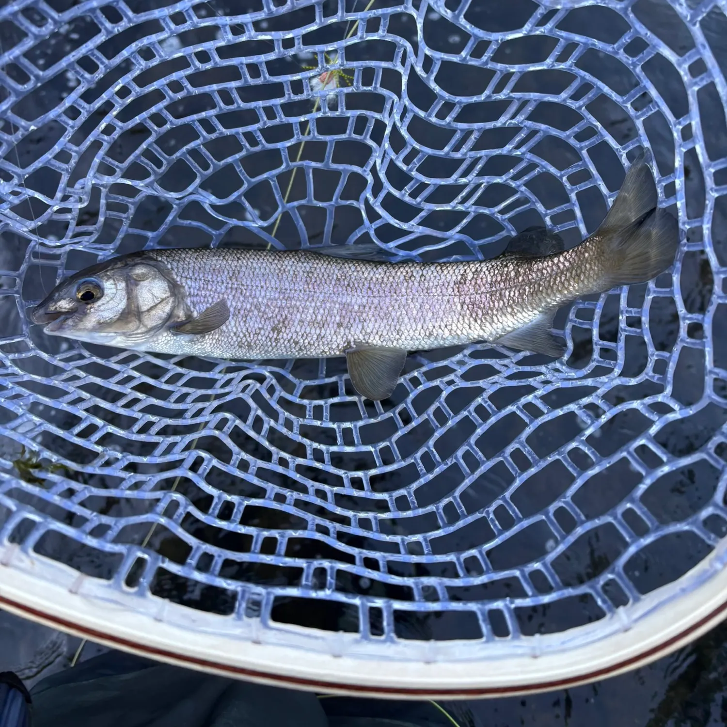 Mountain whitefish caught on Fishbrain