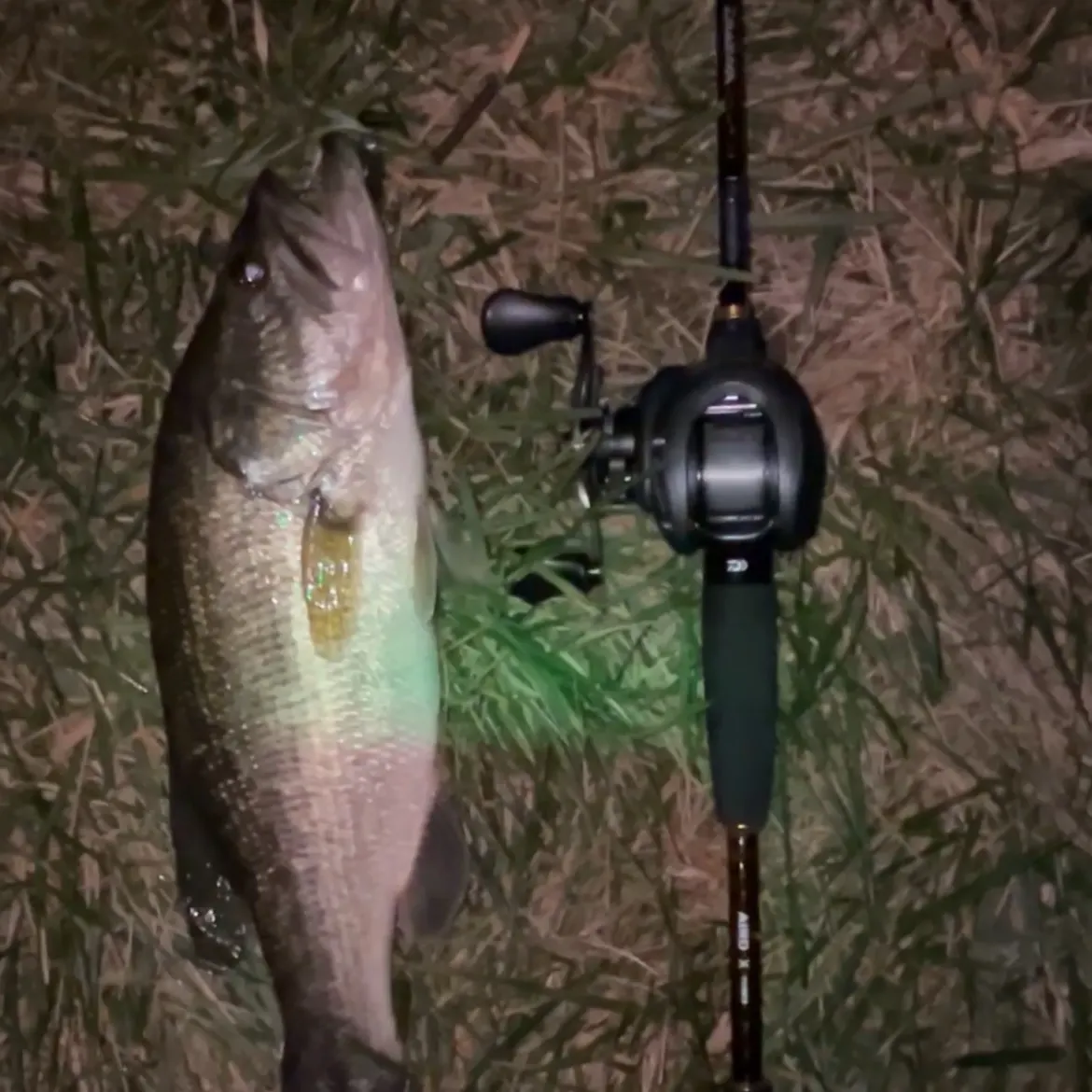 Largemouth bass caught on Fishbrain