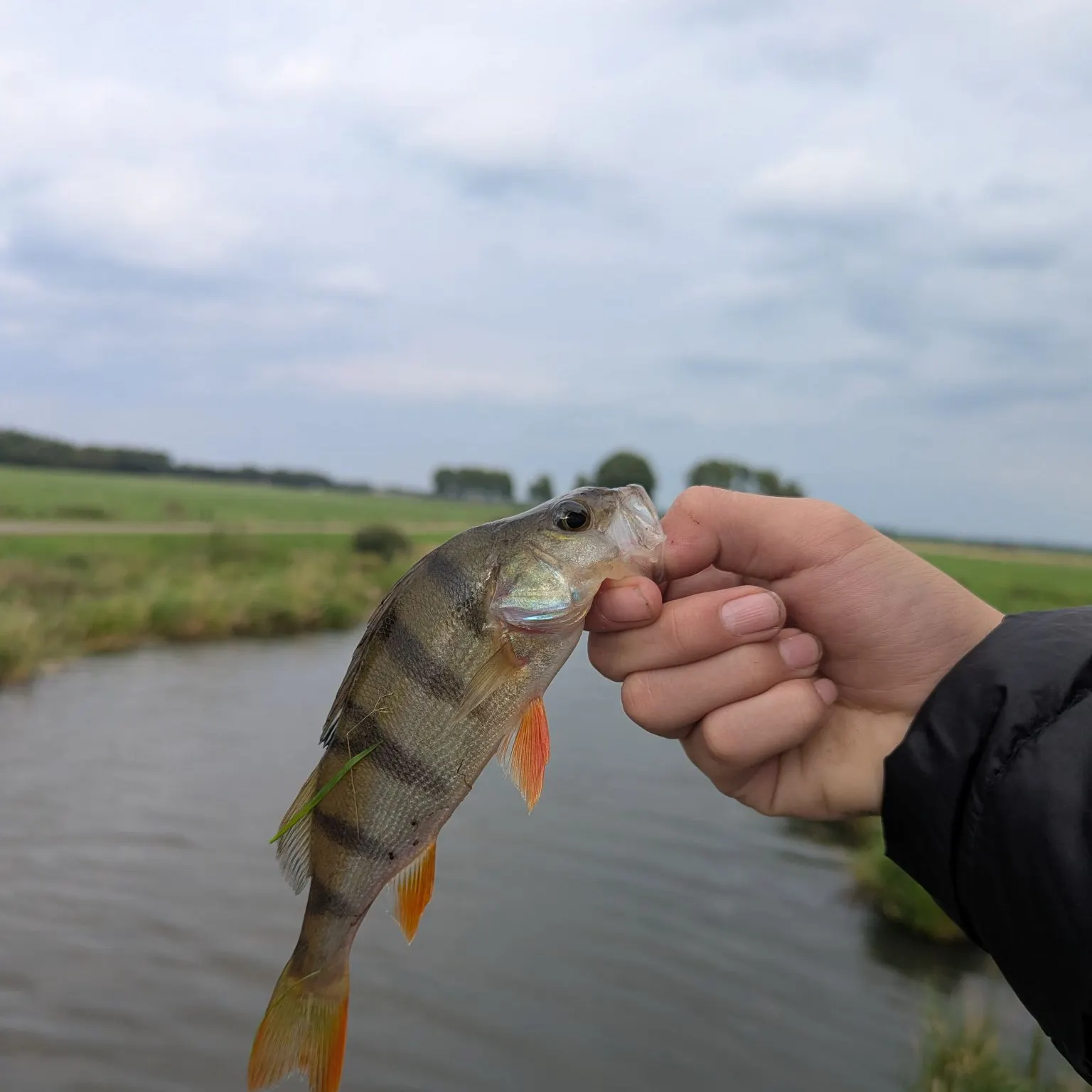 European perch caught on Fishbrain