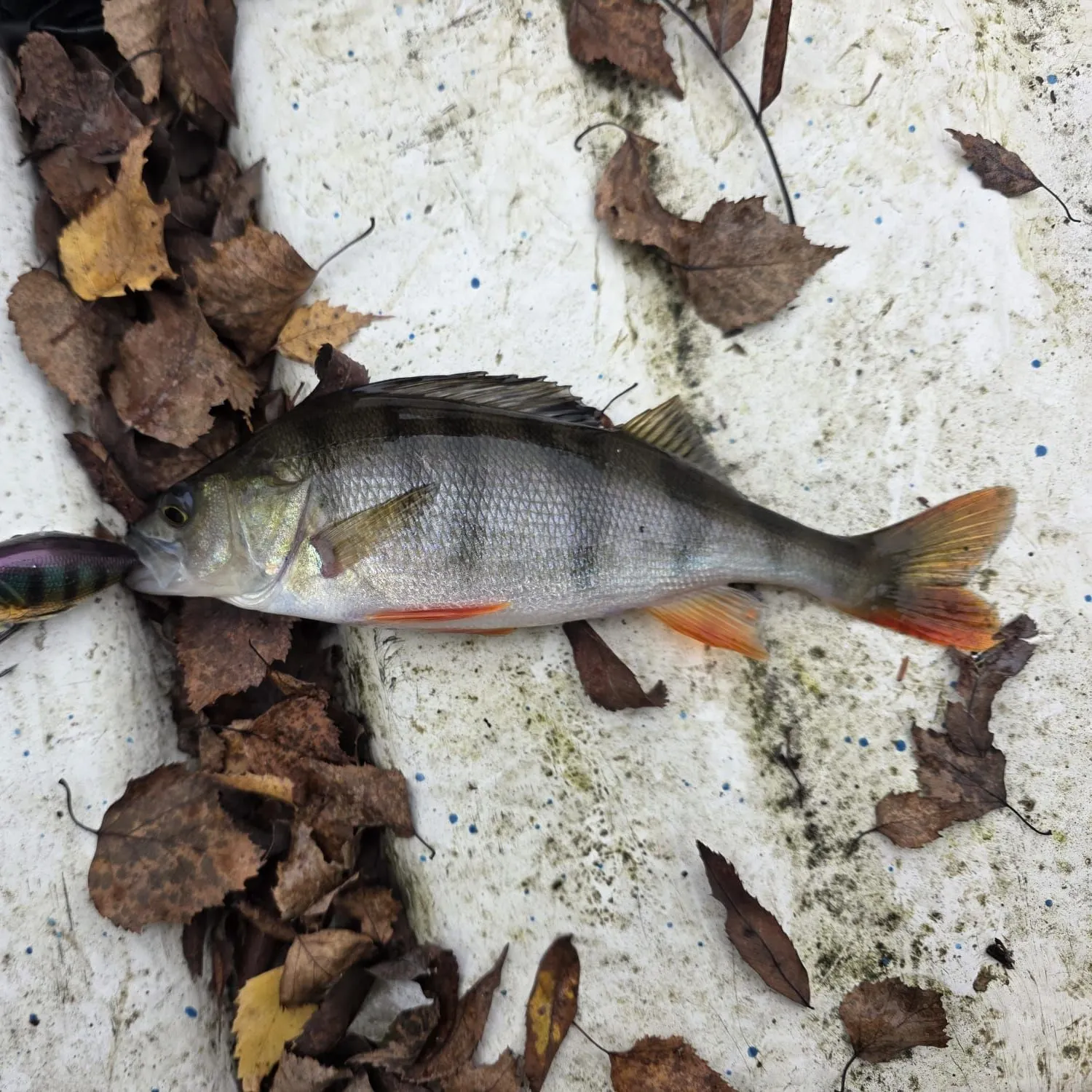 European perch caught on Fishbrain