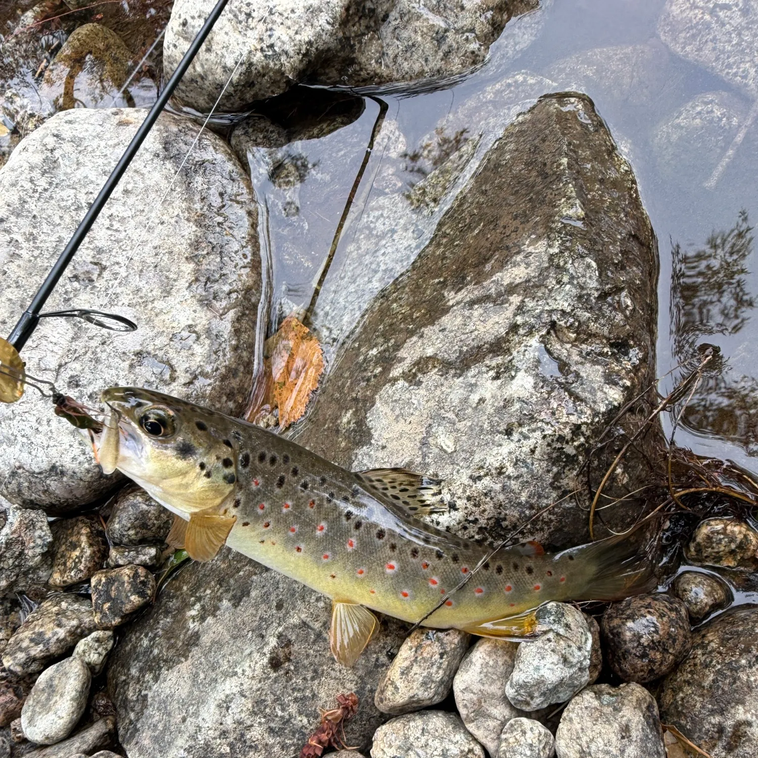 Brown trout caught on Fishbrain