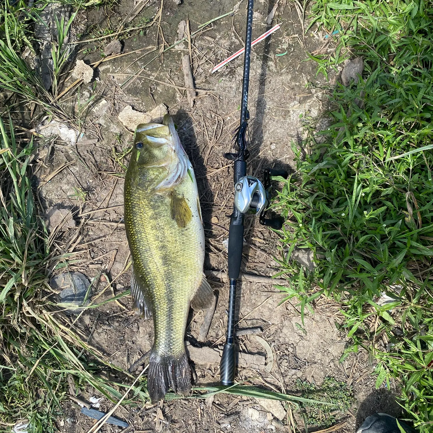 Largemouth bass caught on Fishbrain