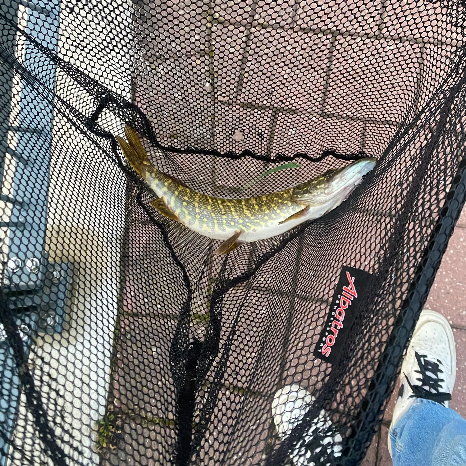 Northern pike caught on Fishbrain