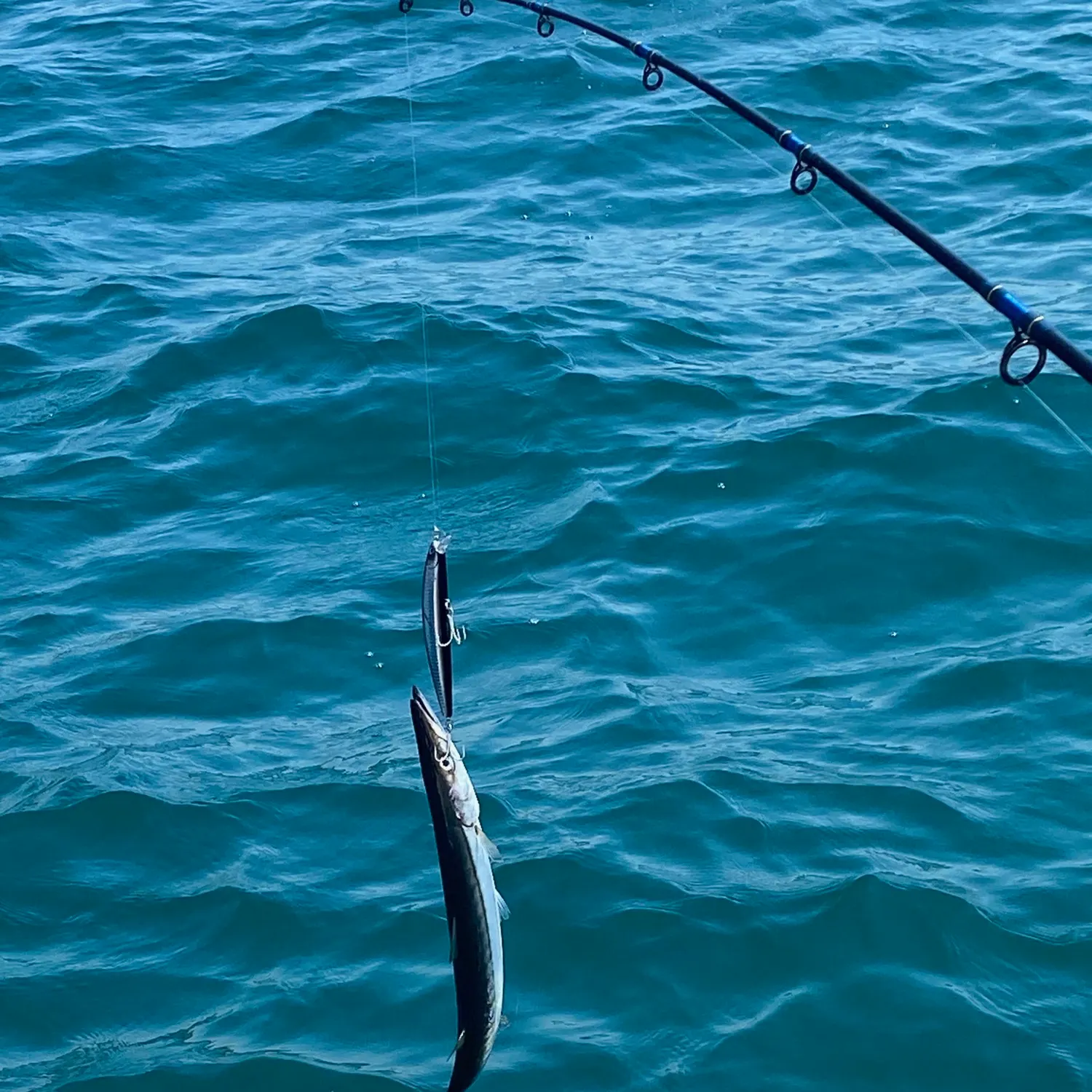 The most recent Pacific barracuda catches on Fishbrain
