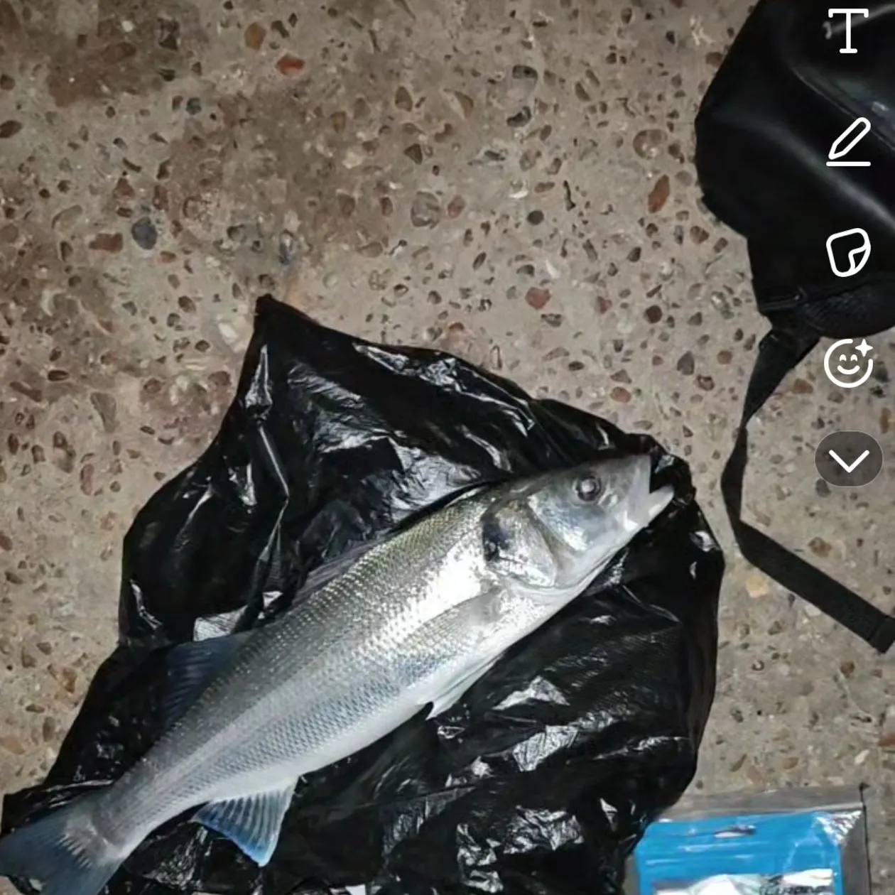 The most recent European seabass catches on Fishbrain