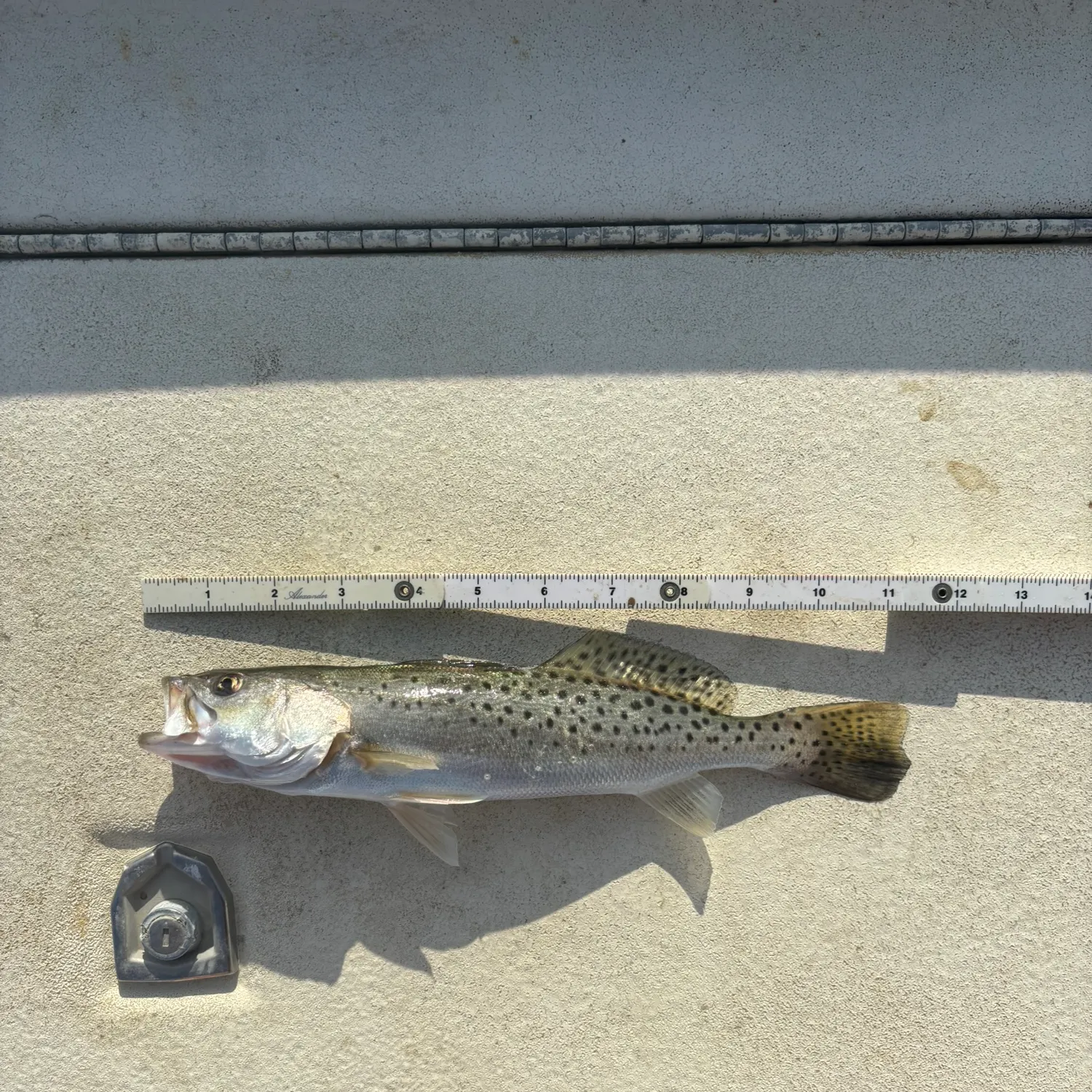 Spotted seatrout caught on Fishbrain