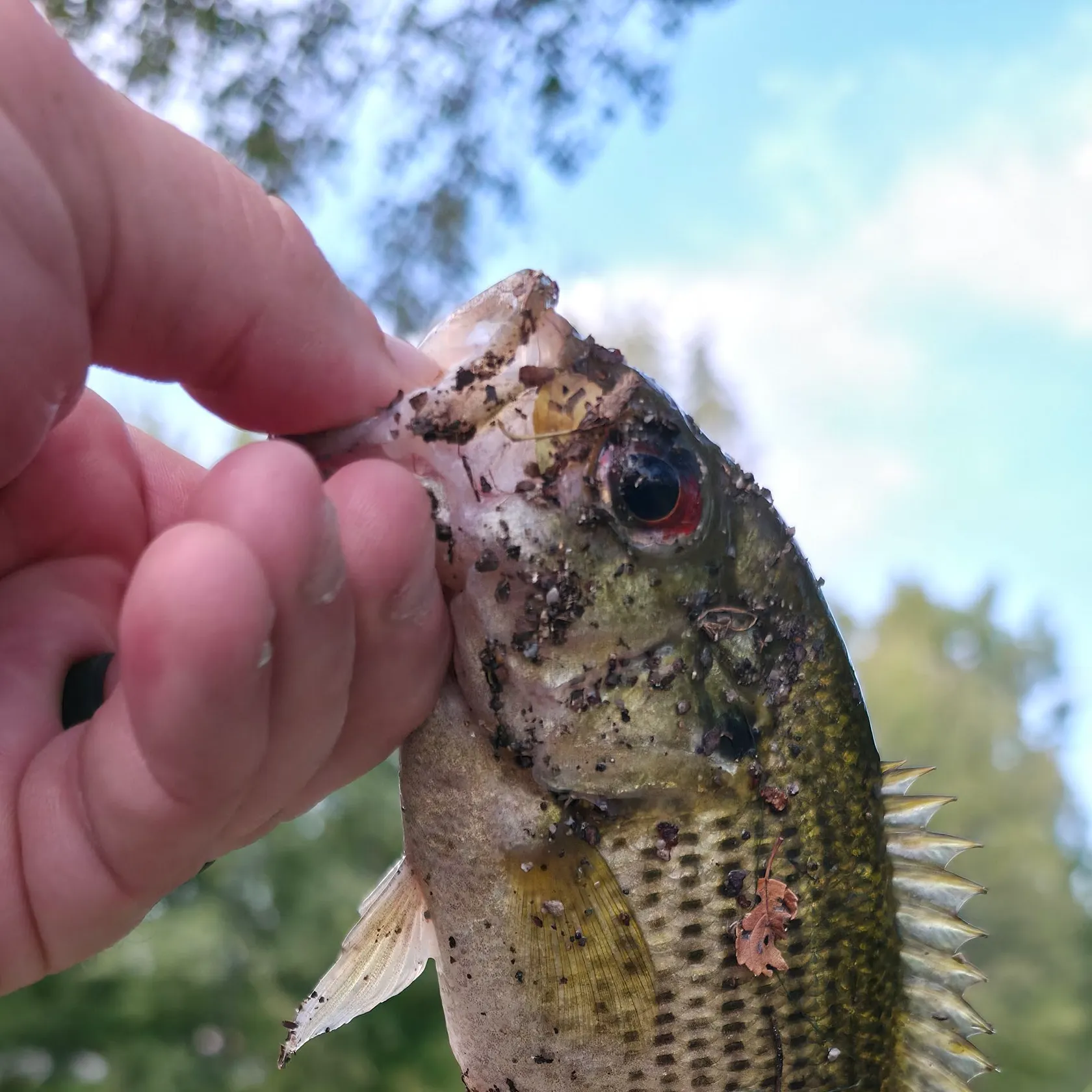 Rock bass caught on Fishbrain
