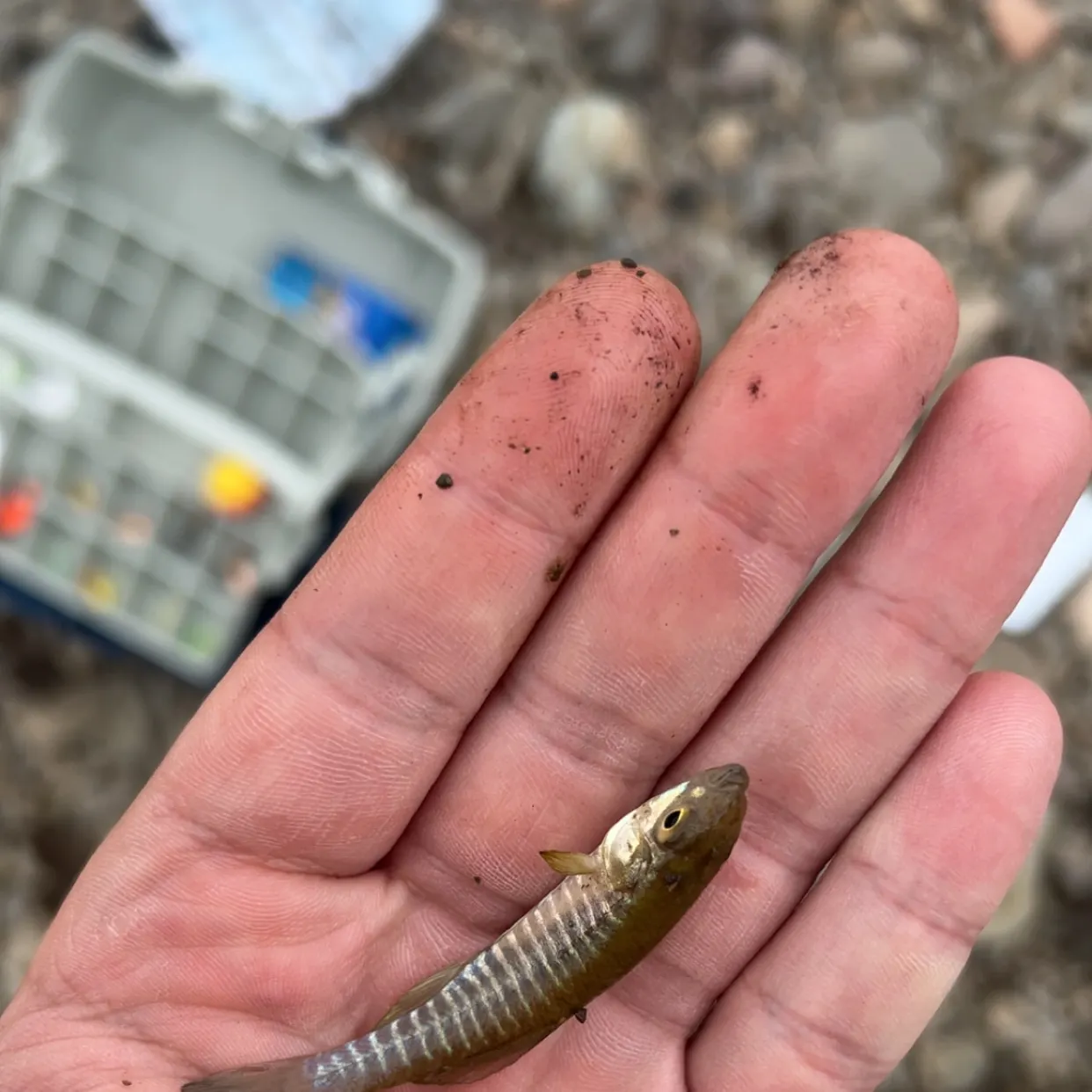 The most recent Banded killifish catches on Fishbrain