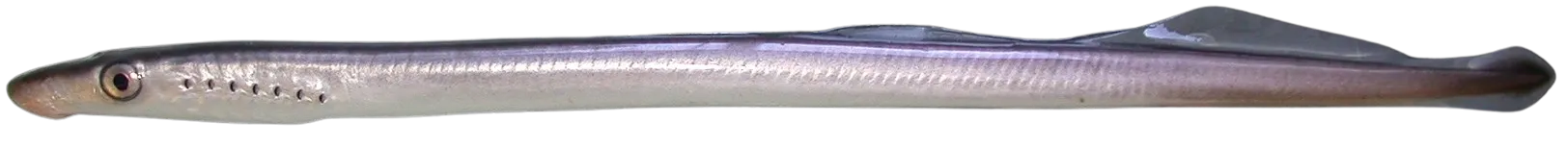 Western river lamprey