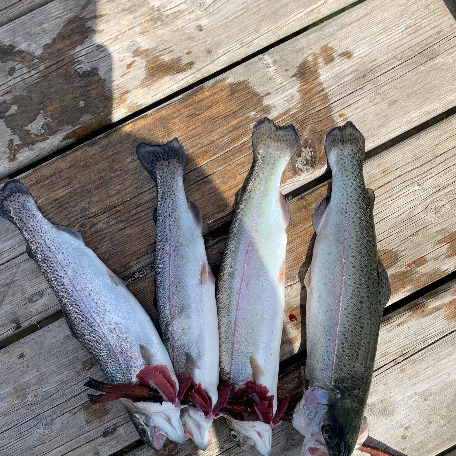 recently logged catches