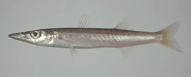 Red barracuda