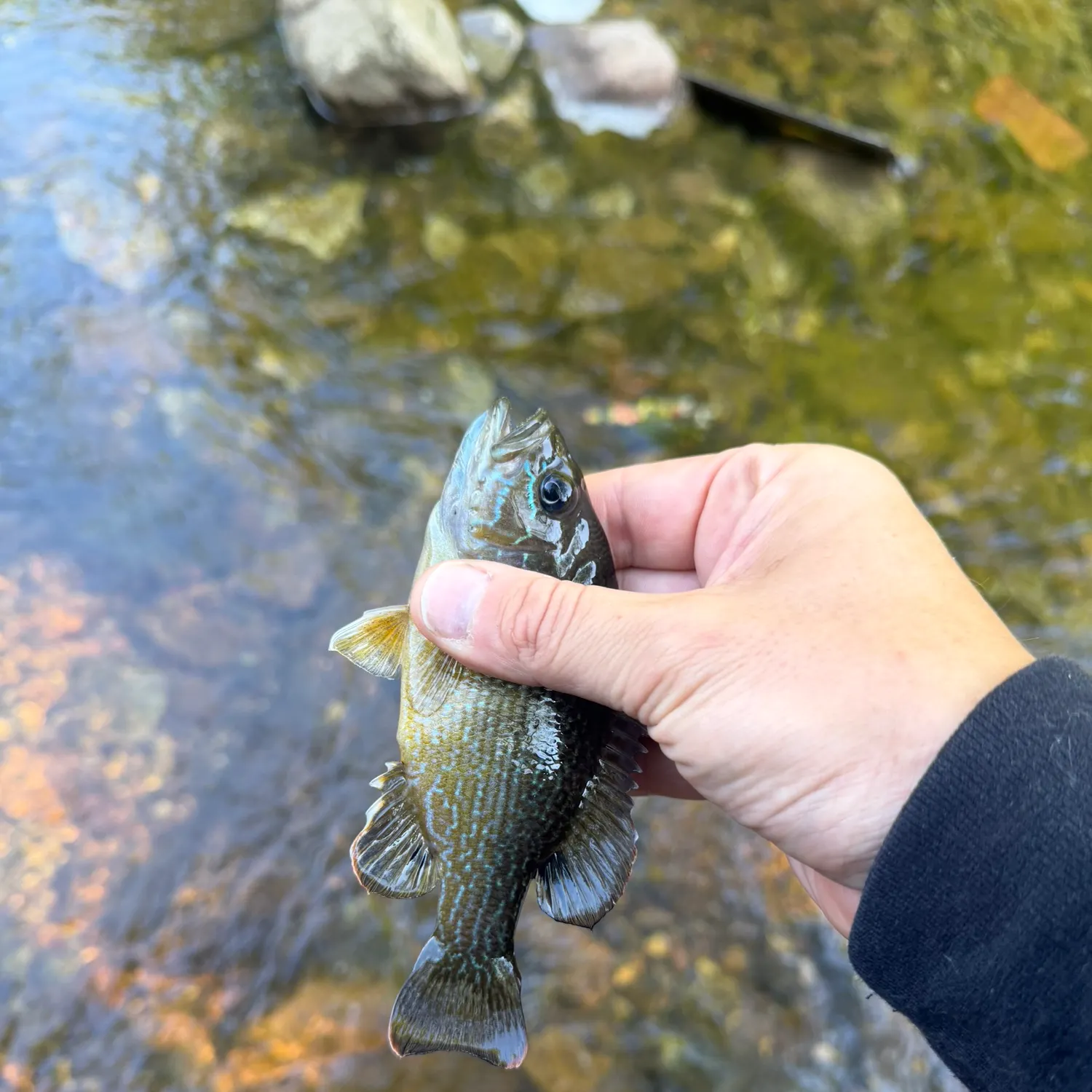 Fish caught on Fishbrain