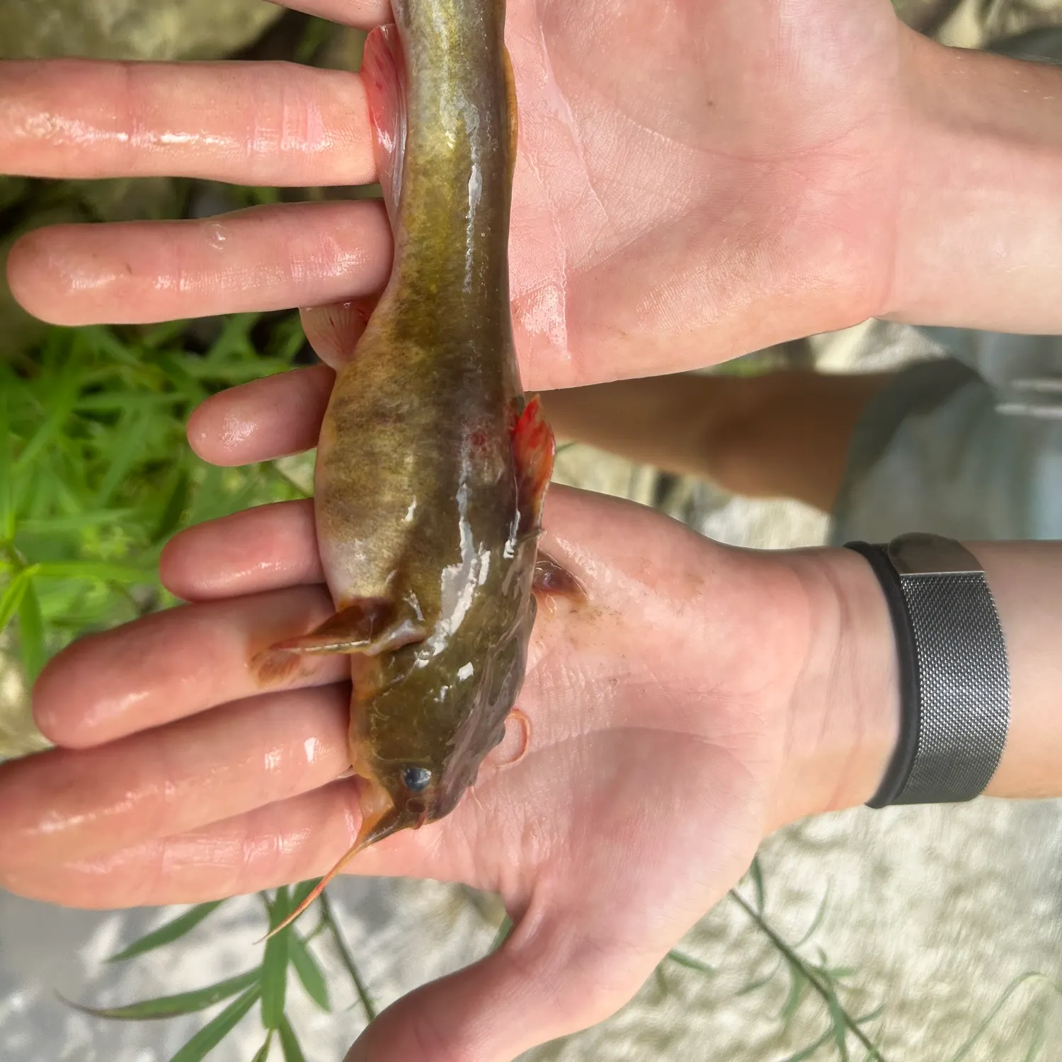 Yellow bullhead caught on Fishbrain