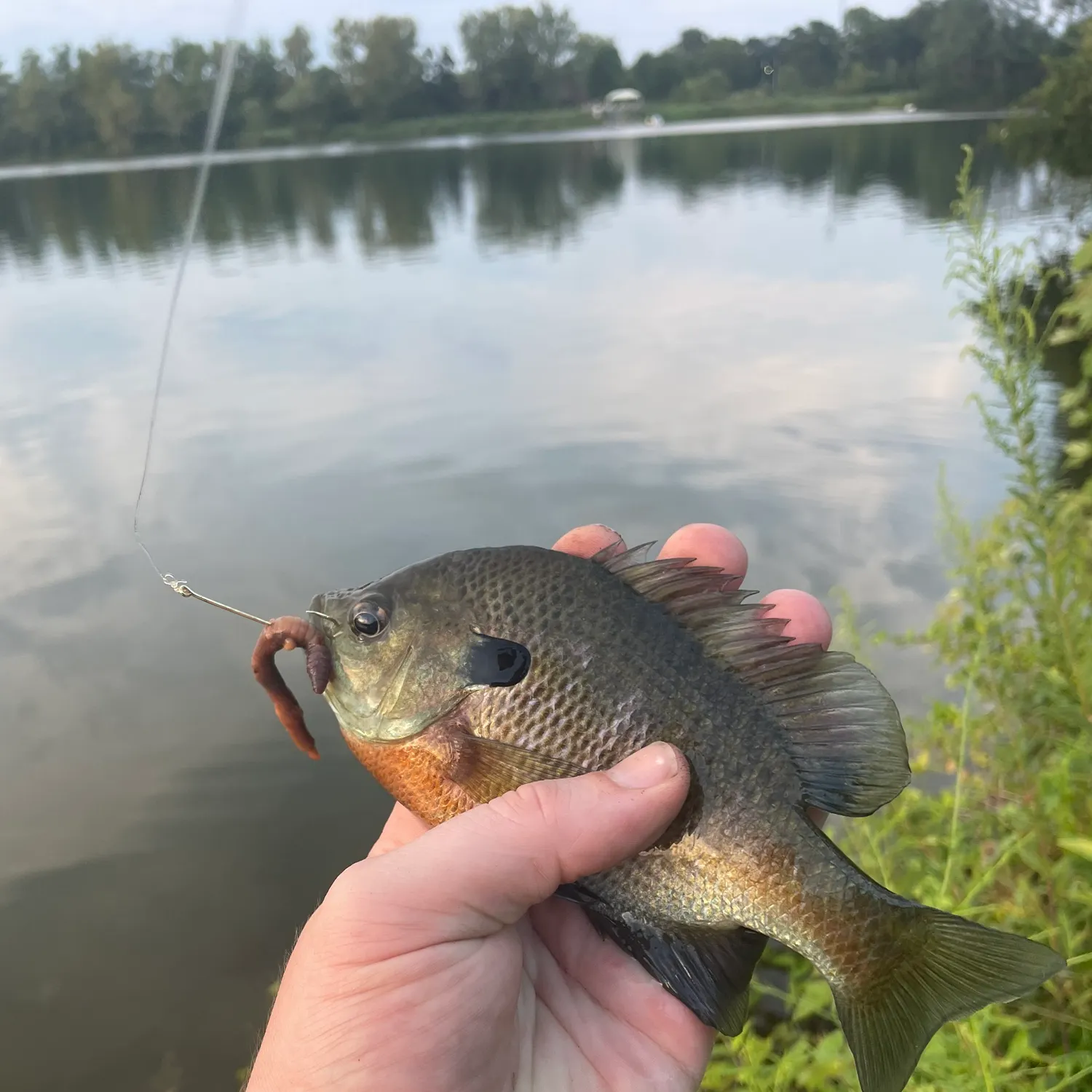 Bluegill caught on Fishbrain