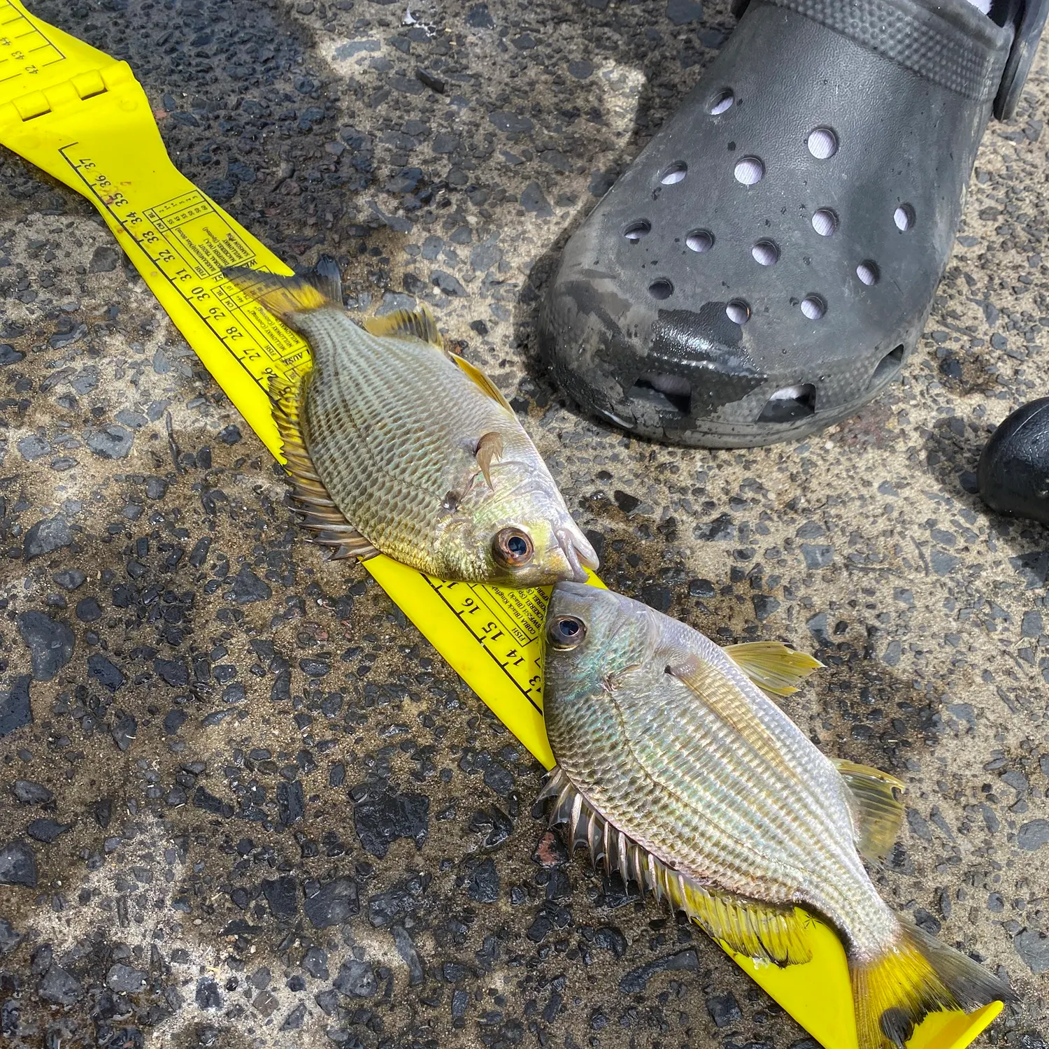 Surf bream caught on Fishbrain