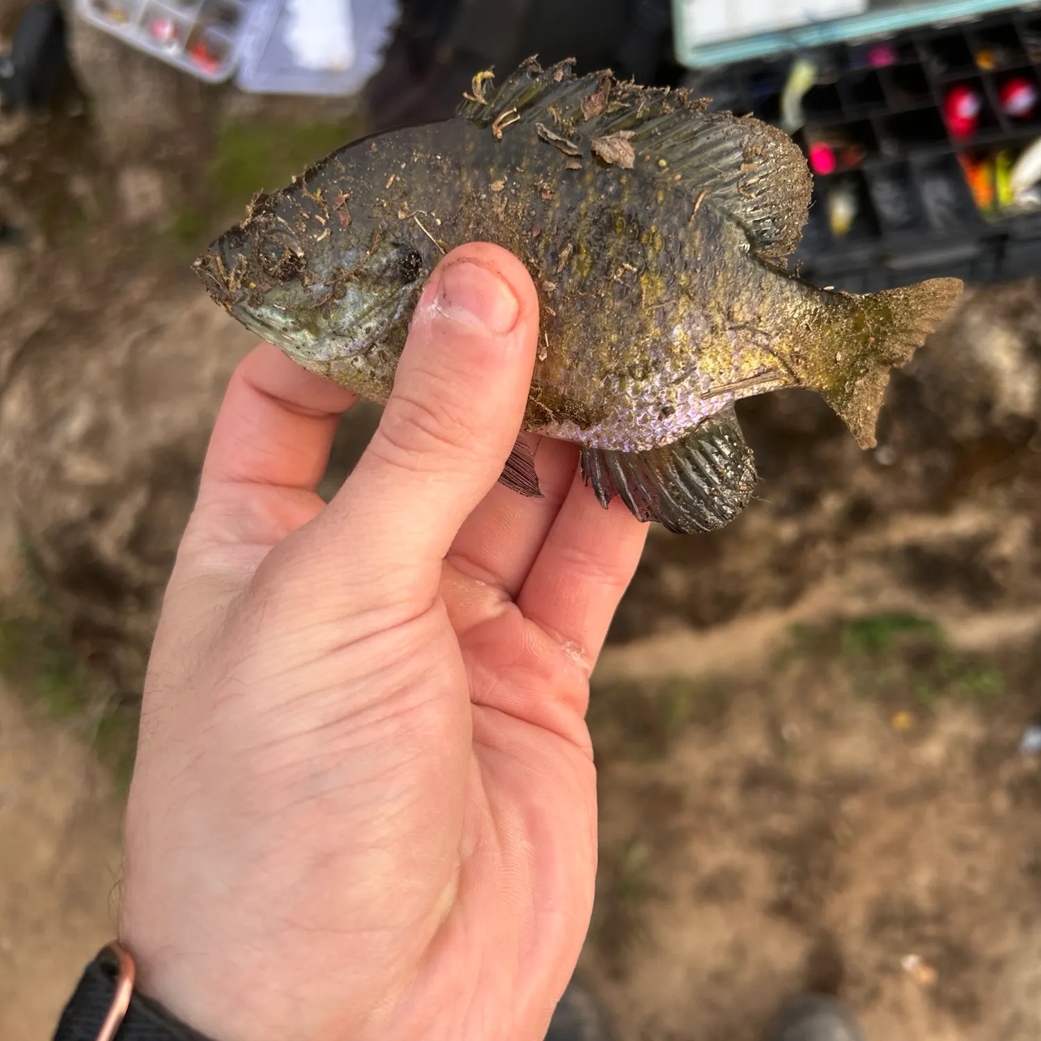 Bluegill caught on Fishbrain