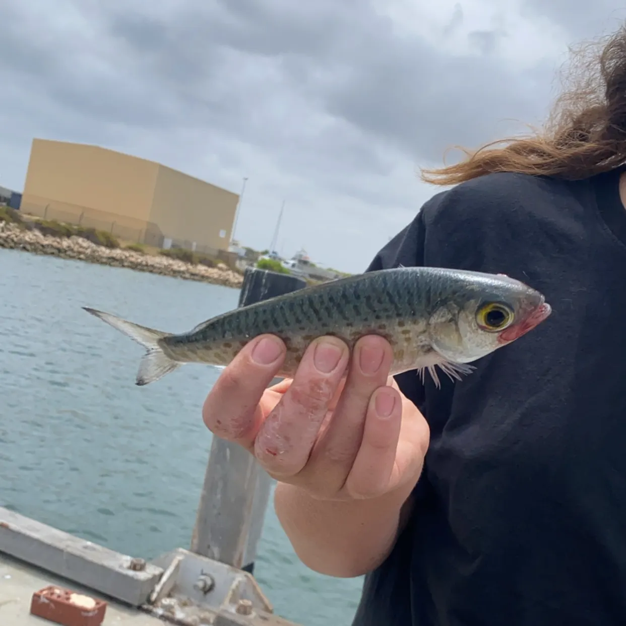 The most recent Atlantic herring catches on Fishbrain