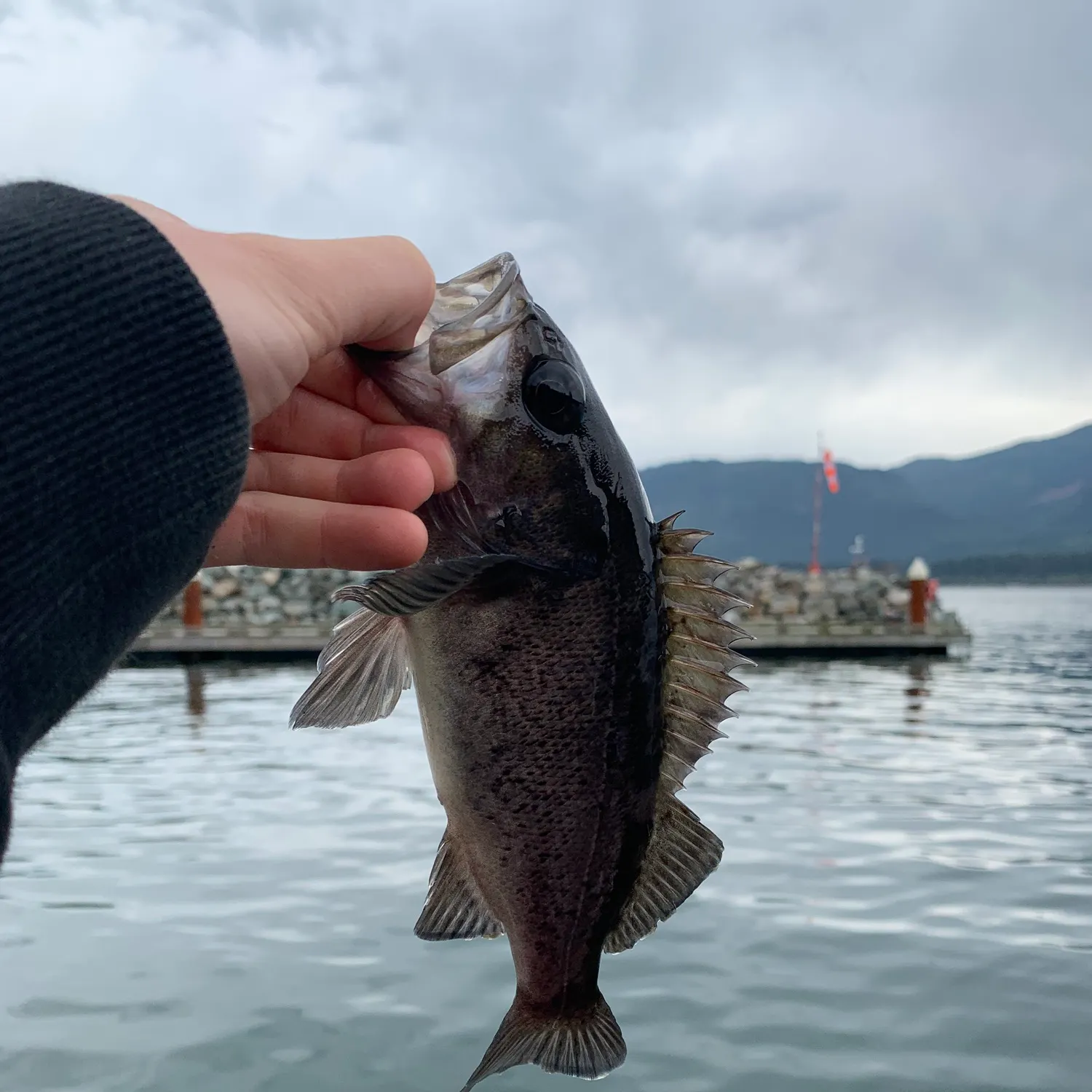 The most recent Black rockfish catches on Fishbrain