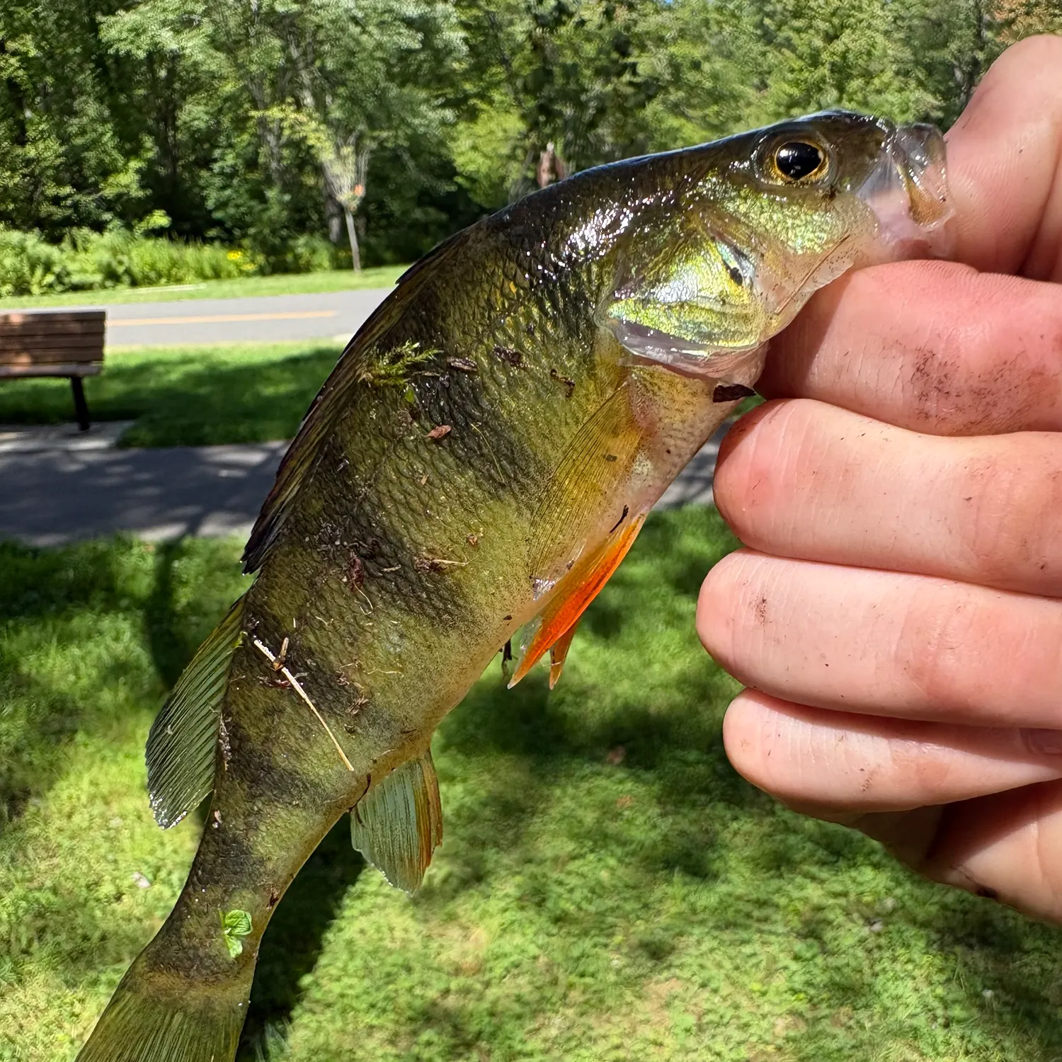 Yellow perch caught on Fishbrain