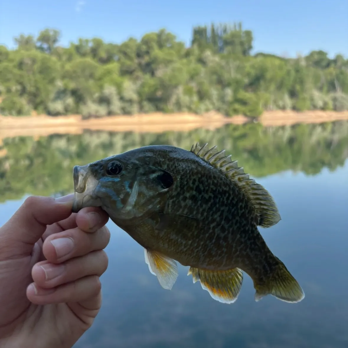 Greengill hybrid caught on Fishbrain