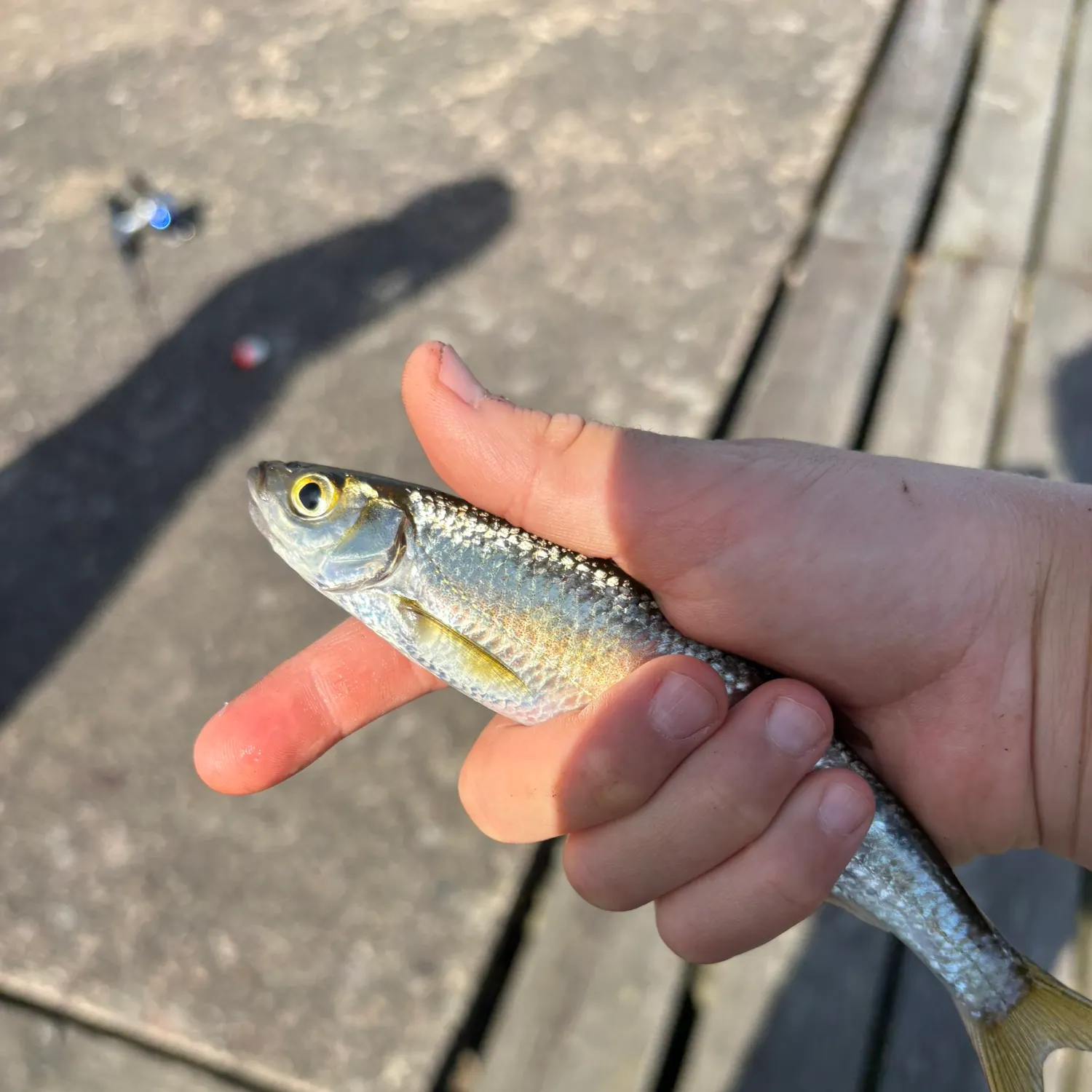 The most recent Common bleak catches on Fishbrain