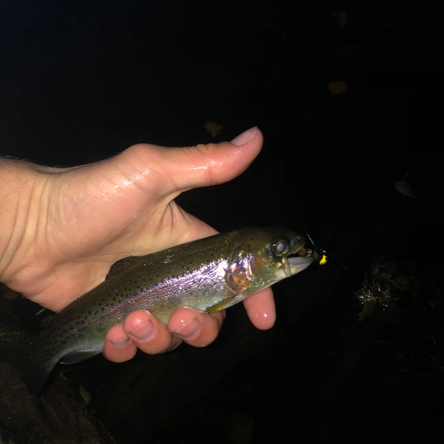 Rainbow trout caught on Fishbrain