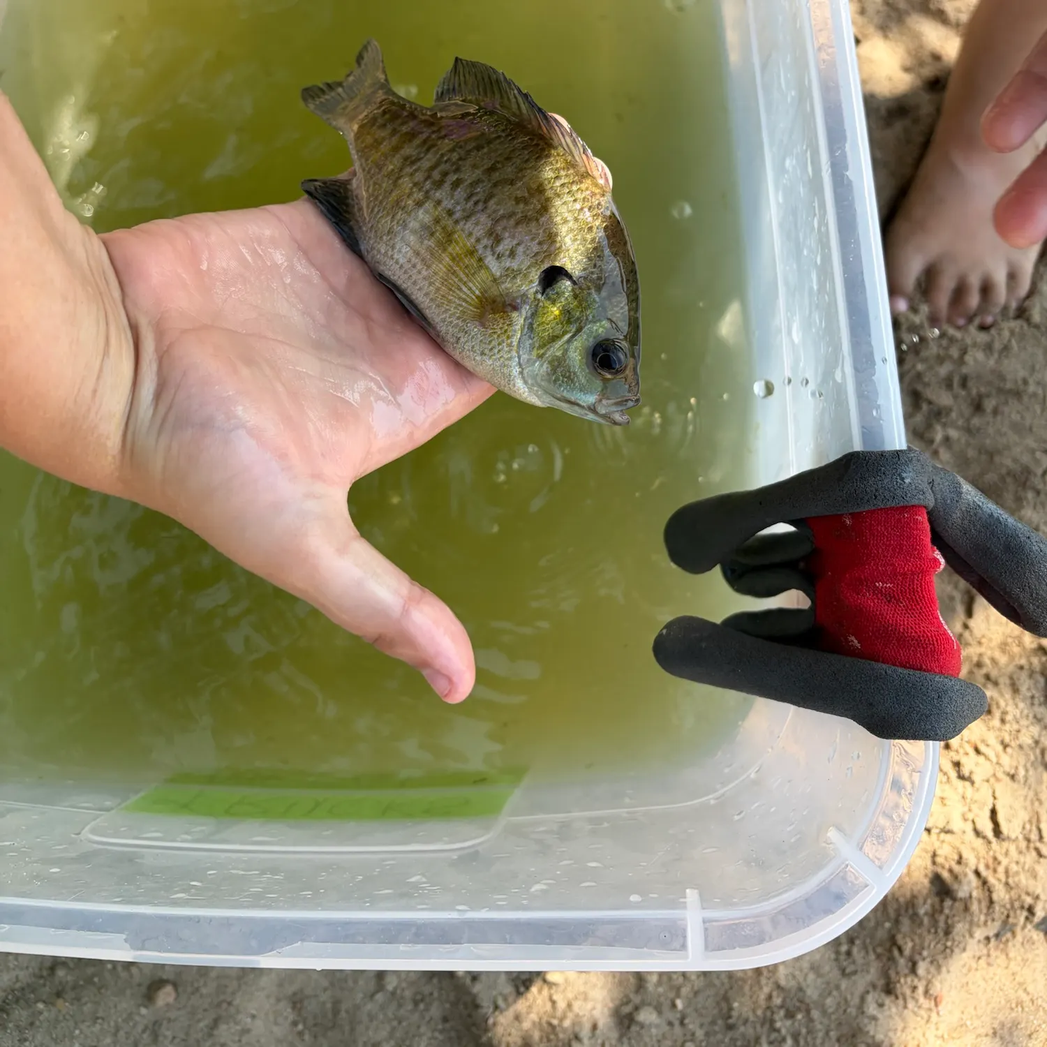 Bluegill caught on Fishbrain