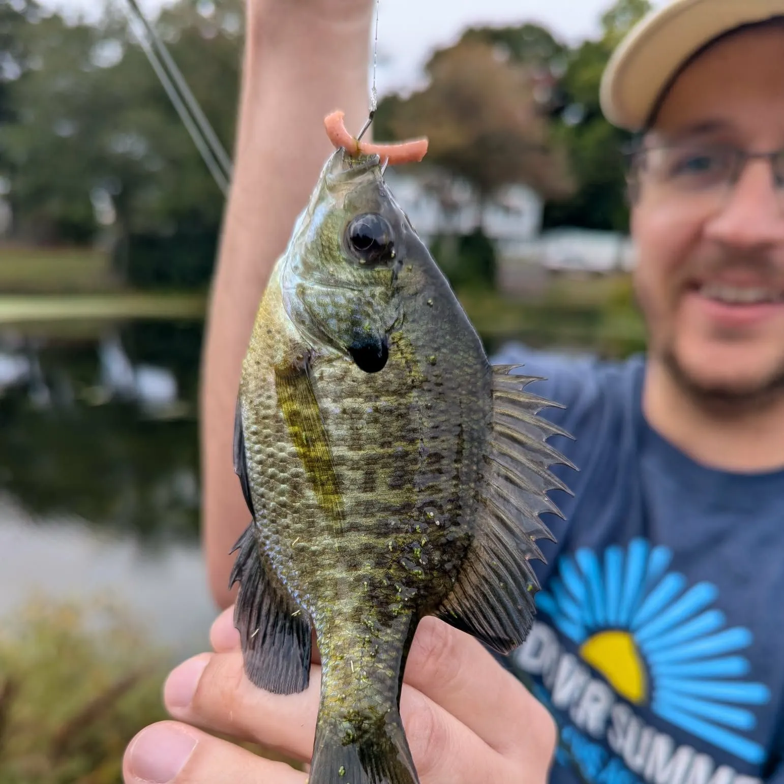 Bluegill caught on Fishbrain