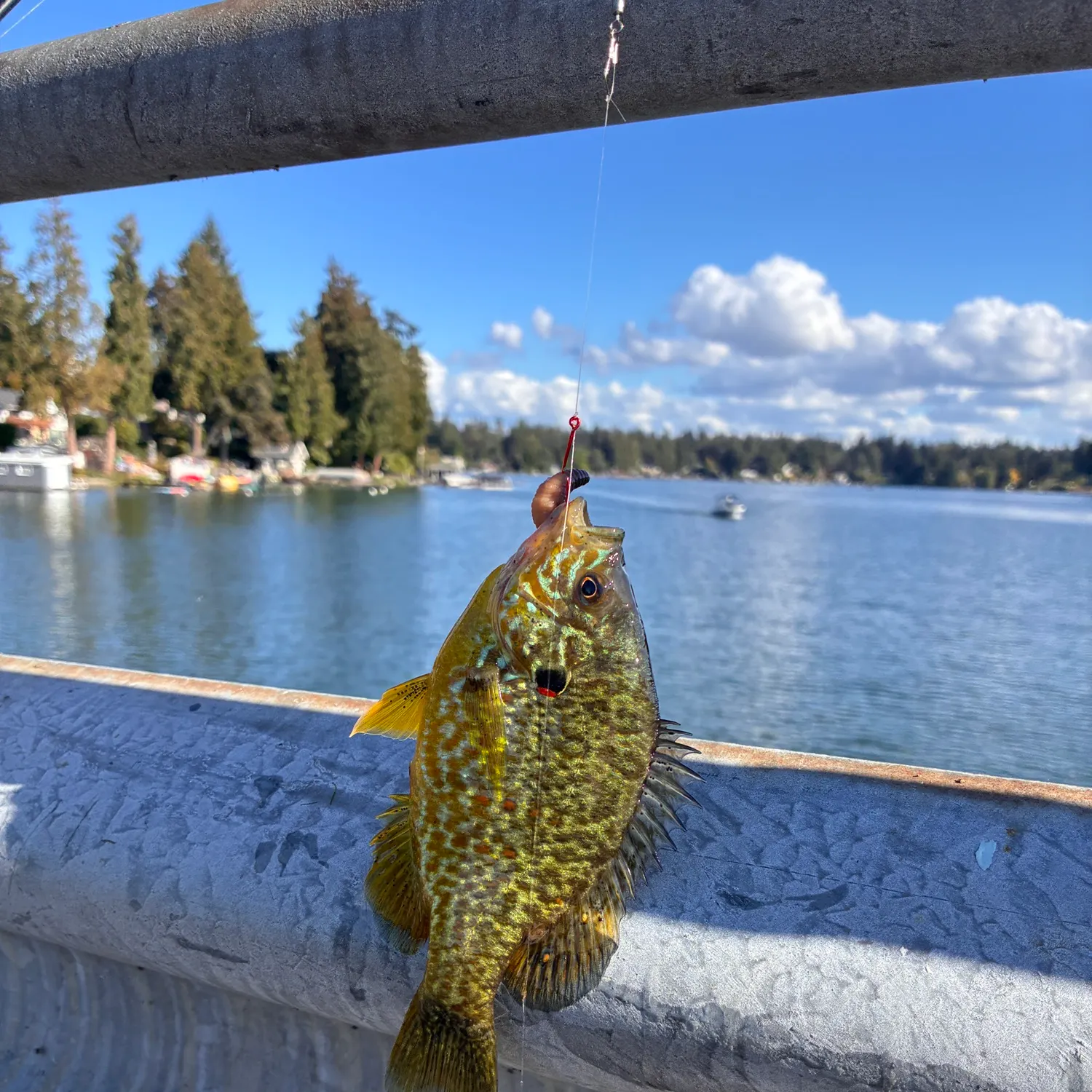 Bluegill caught on Fishbrain
