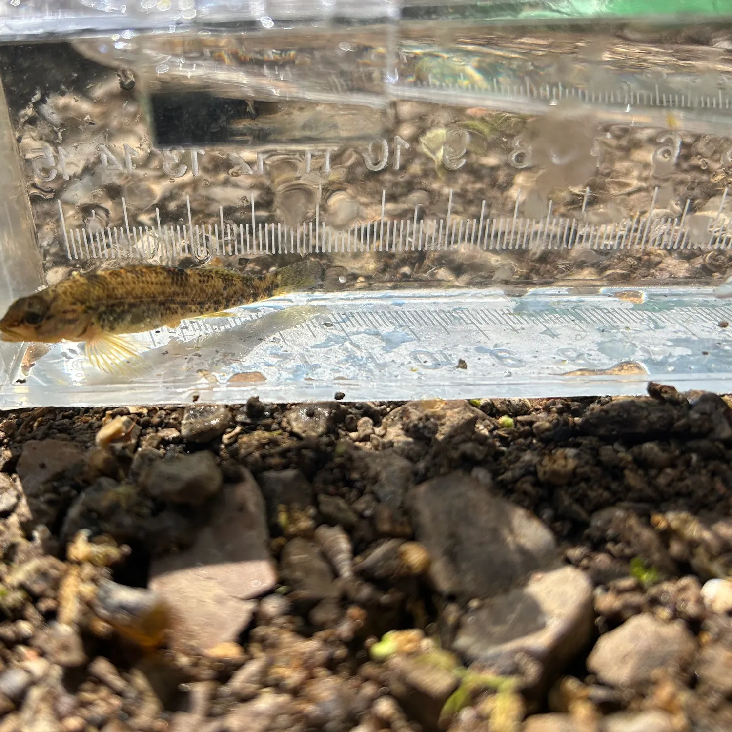 The most recent Rainbow darter catches on Fishbrain