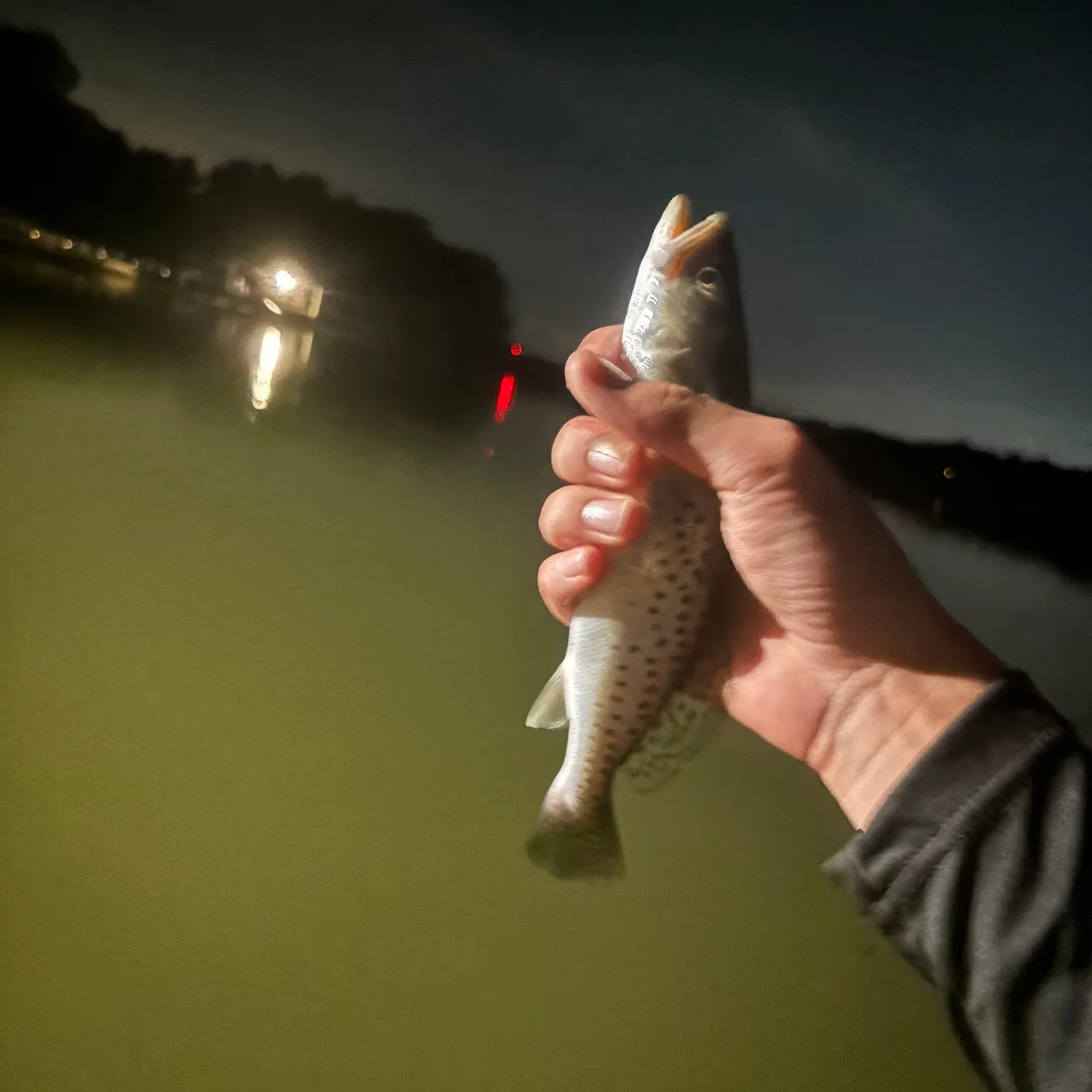 Spotted seatrout caught on Fishbrain