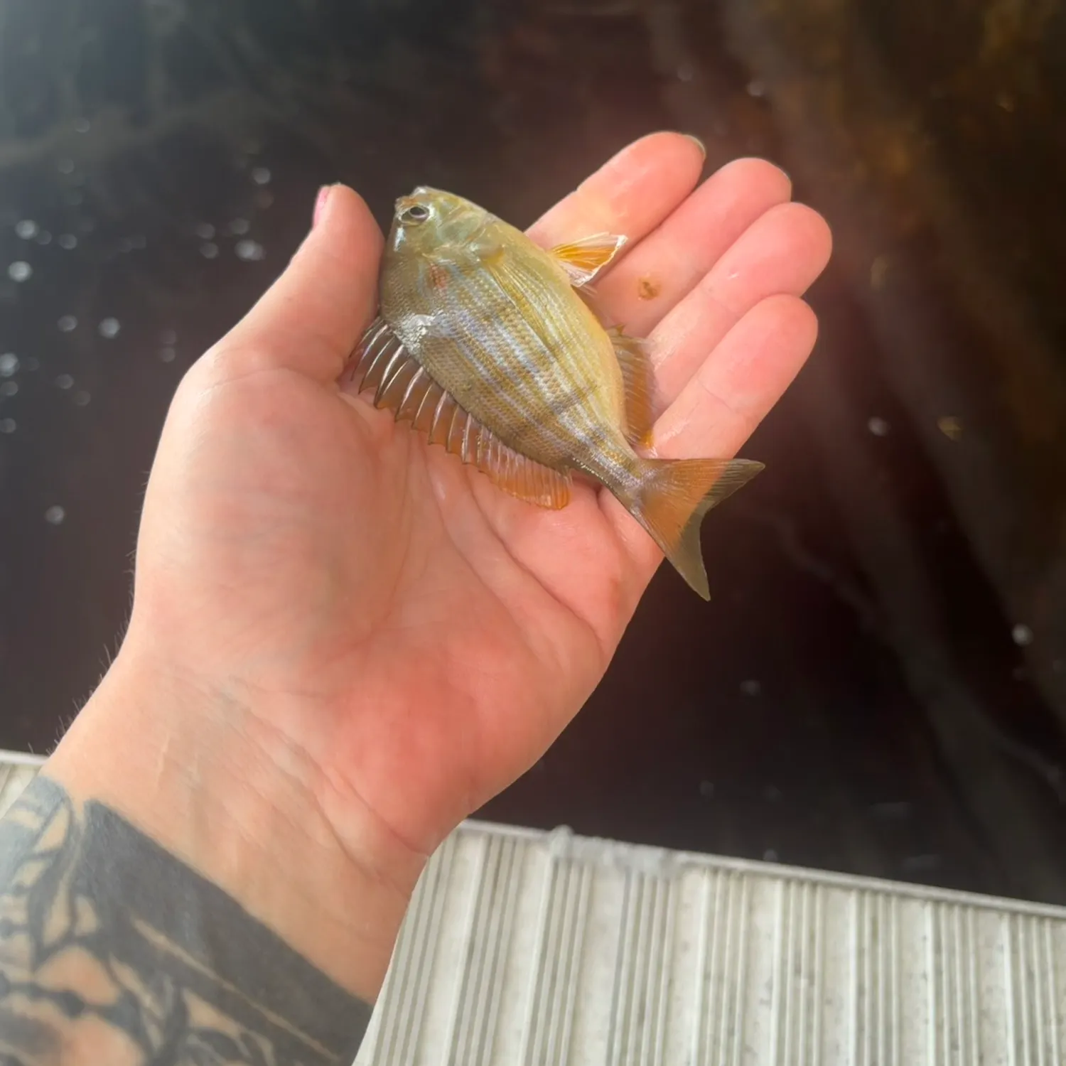 recently logged catches