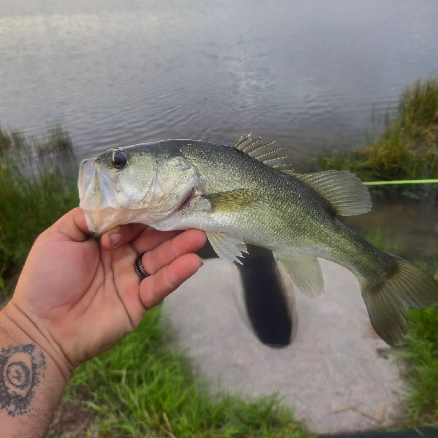 Largemouth bass caught on Fishbrain