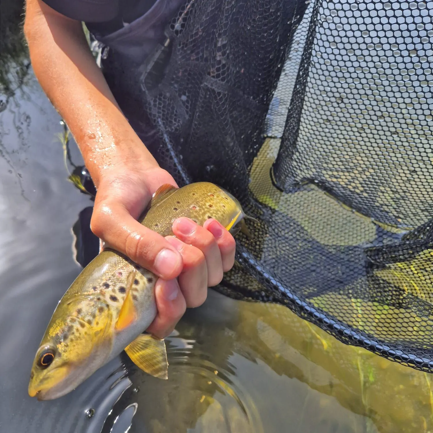 Brown trout caught on Fishbrain
