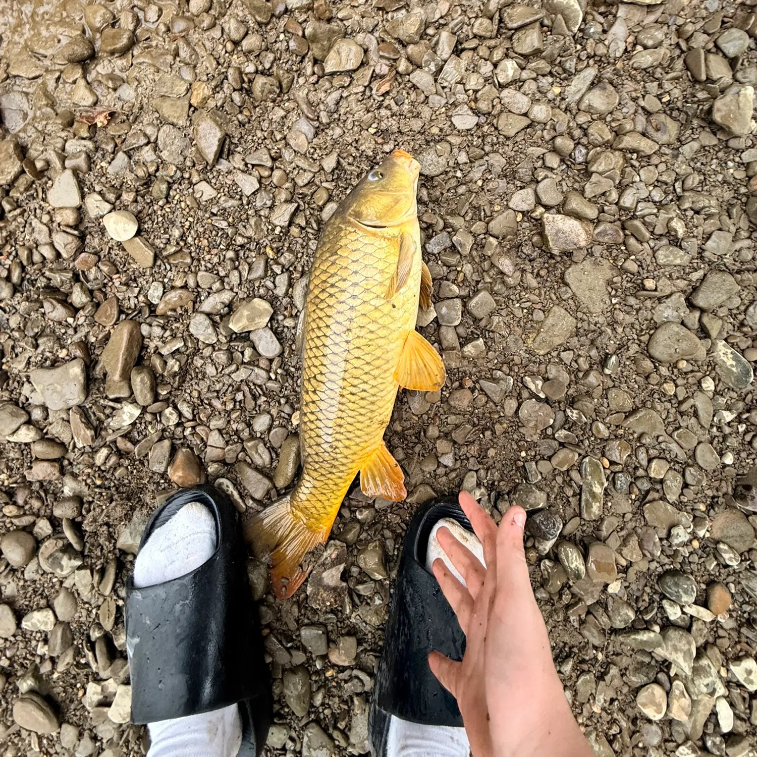 Common carp caught on Fishbrain