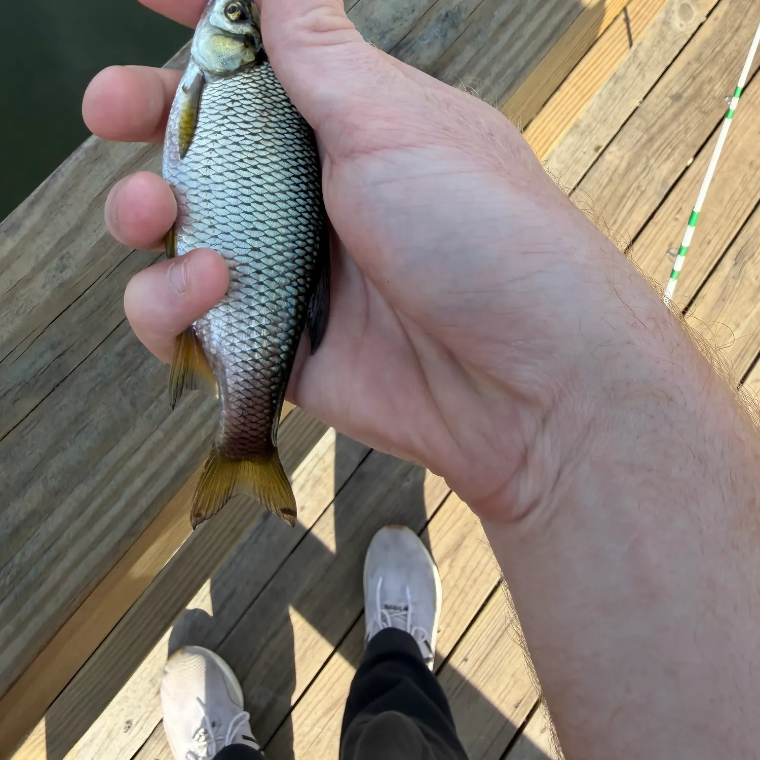 Golden shiner caught on Fishbrain