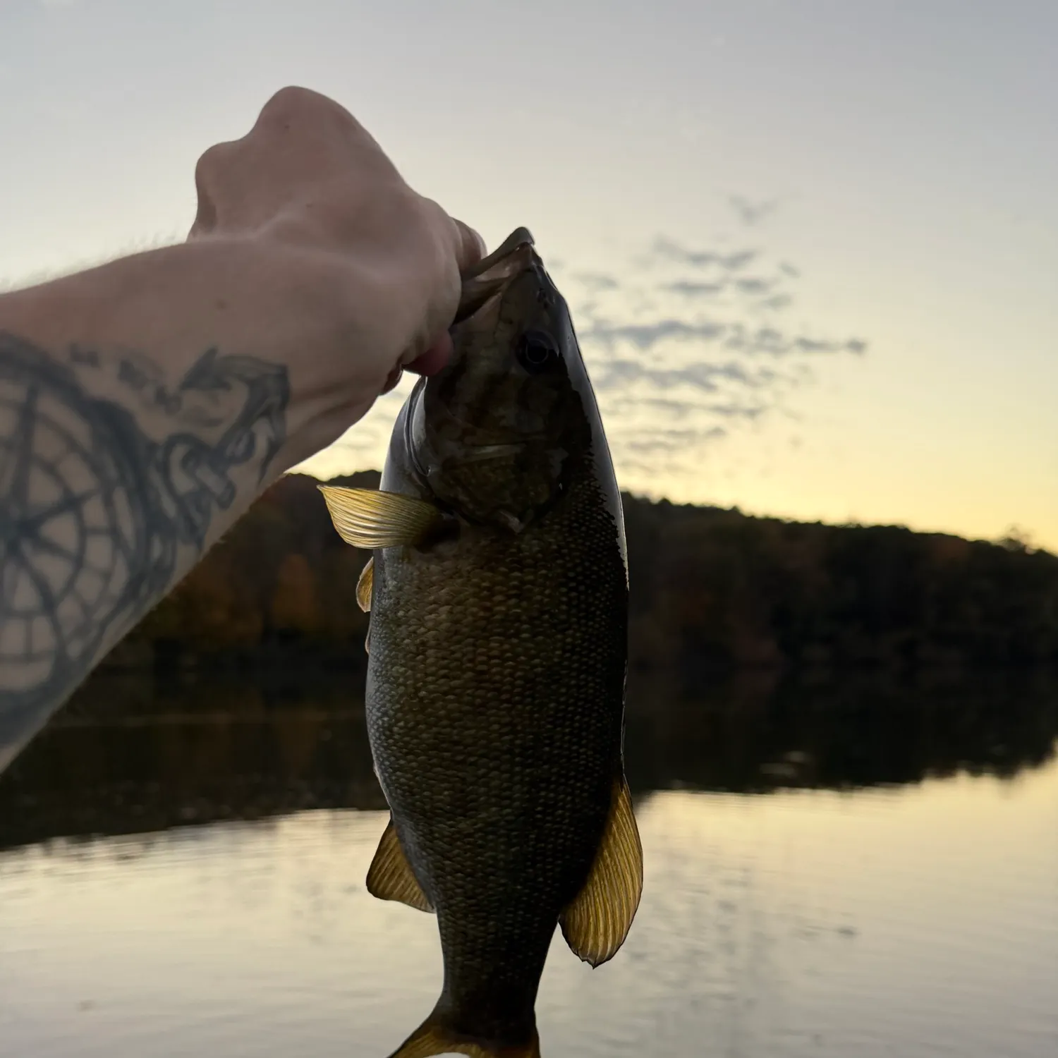 Smallmouth bass caught on Fishbrain