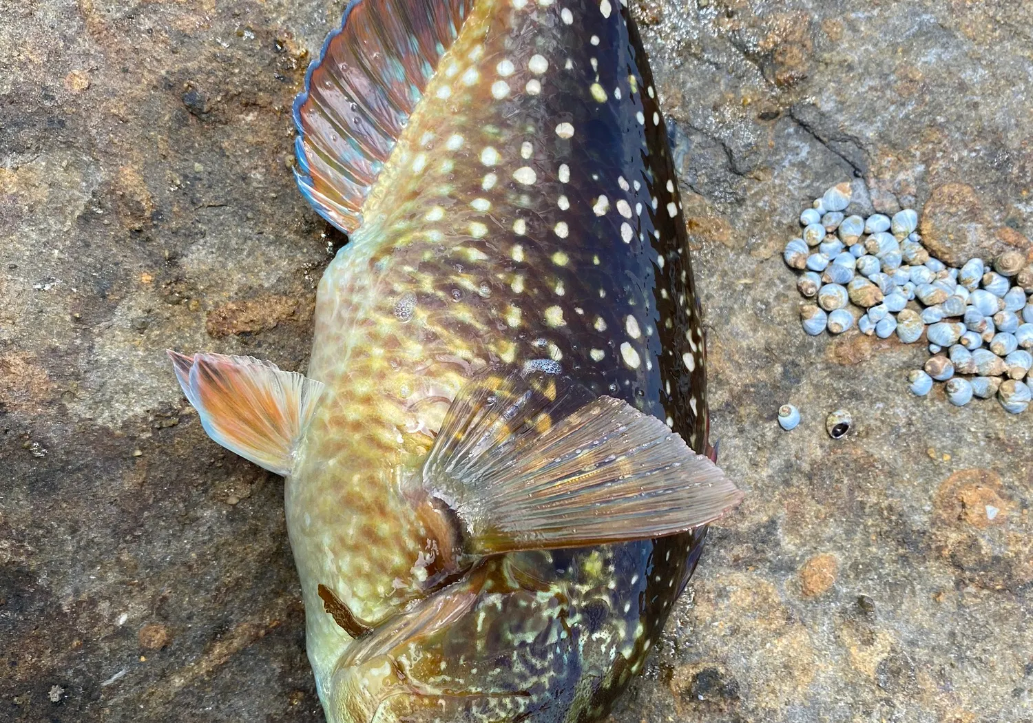 Ballan wrasse