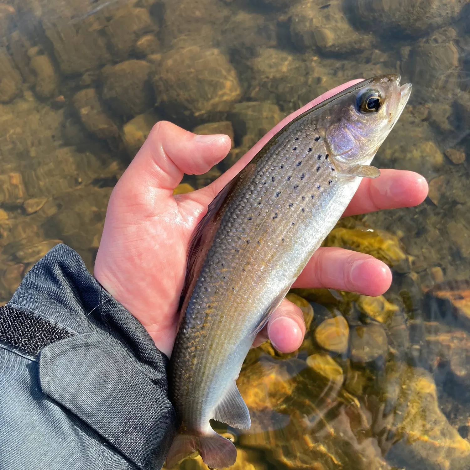 The most recent Arctic grayling catches on Fishbrain
