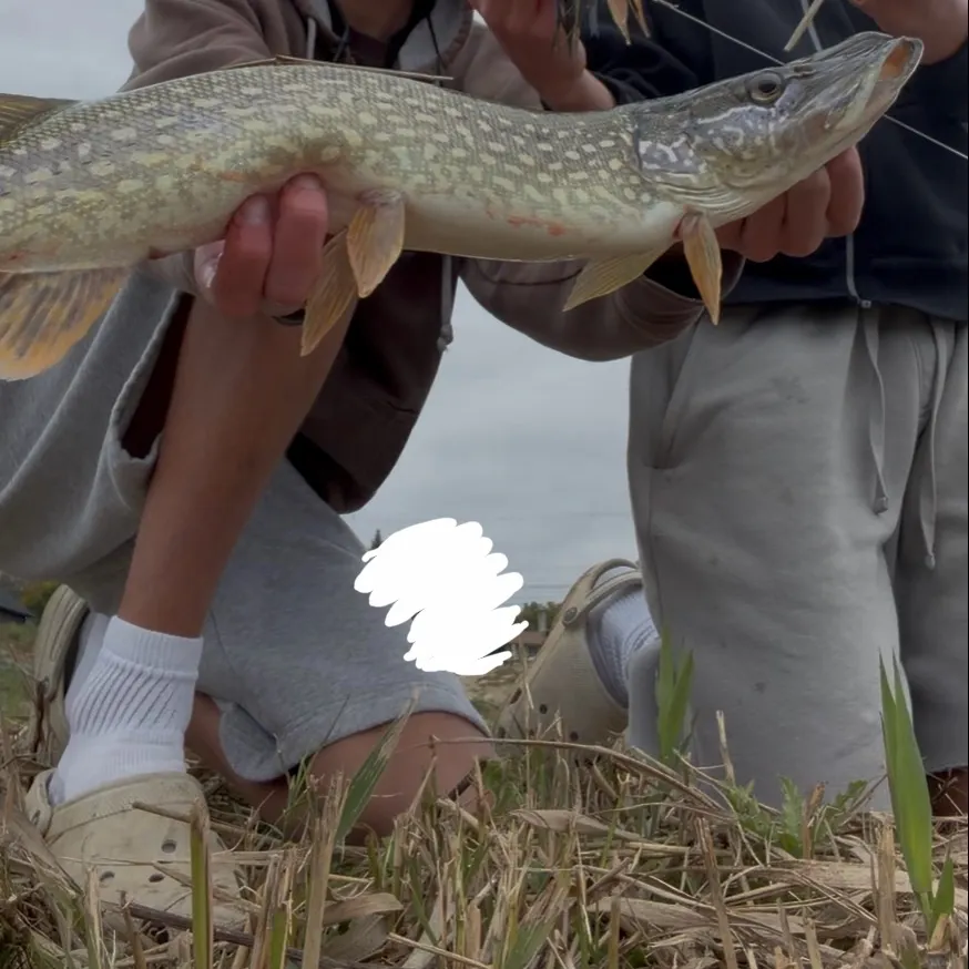 Northern pike caught on Fishbrain