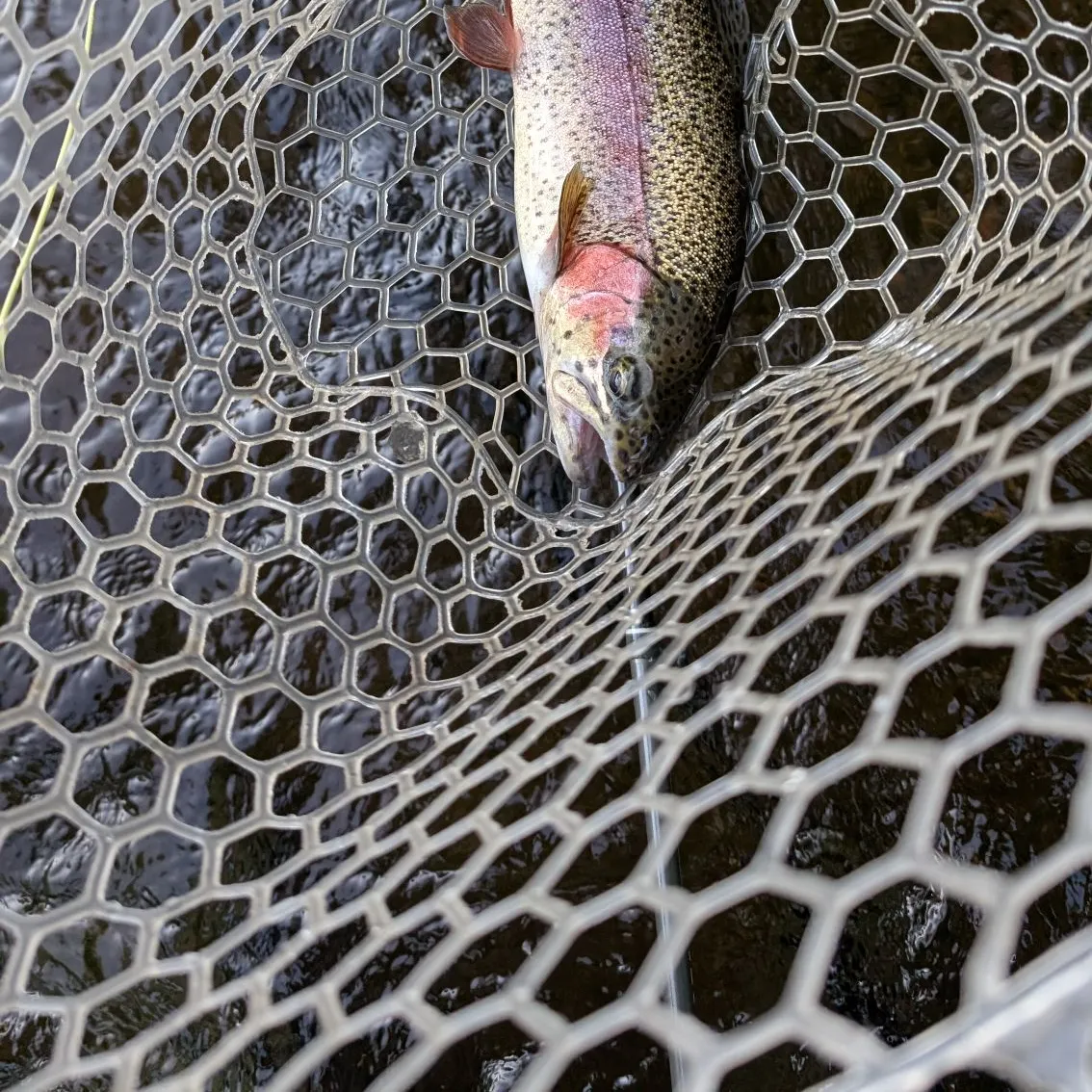 angler catch